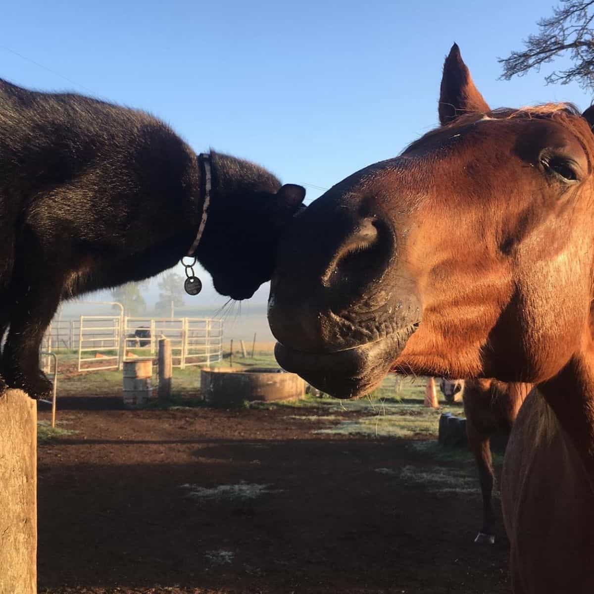 cat leaning its head on horse's mouth