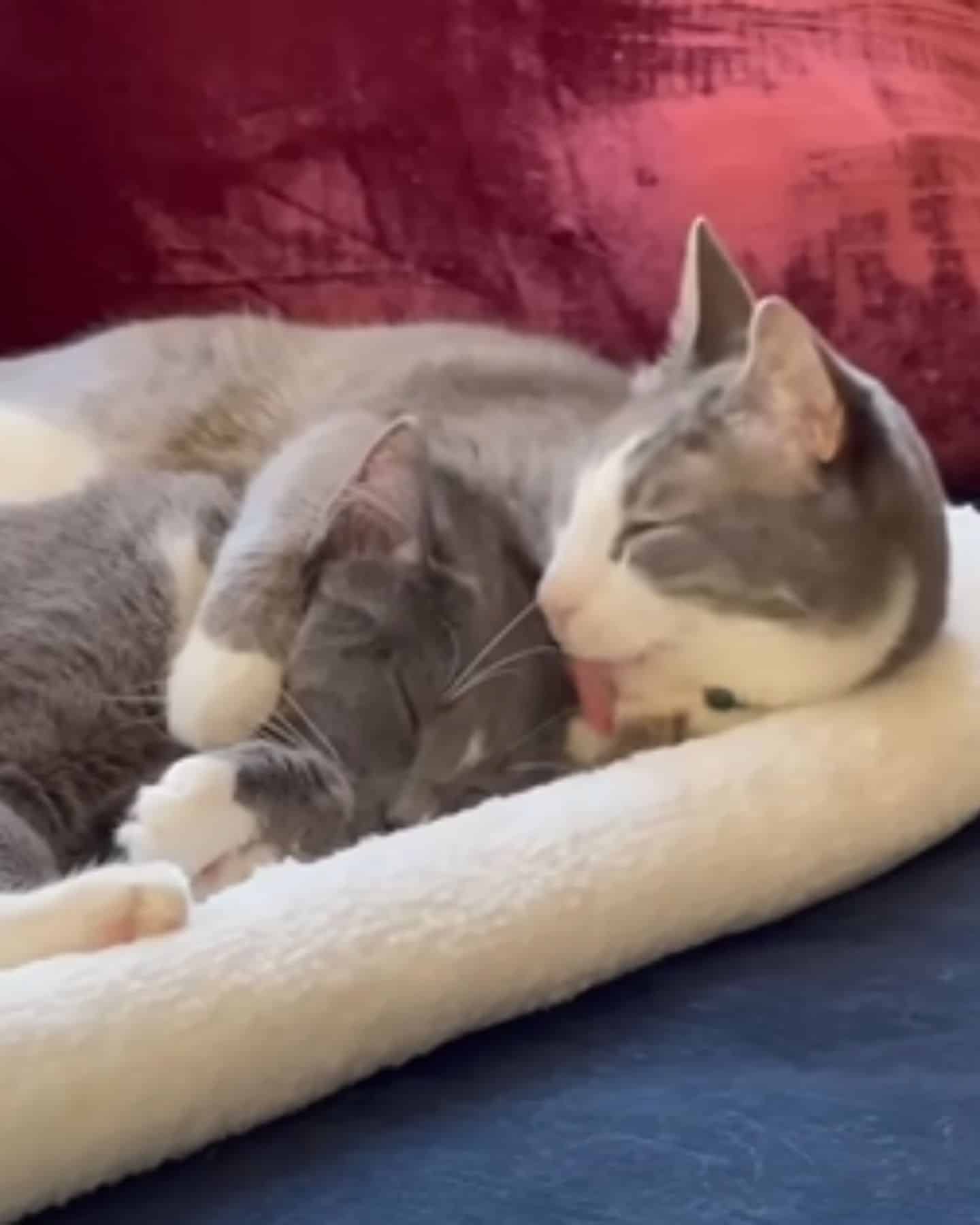 cat licking other cat