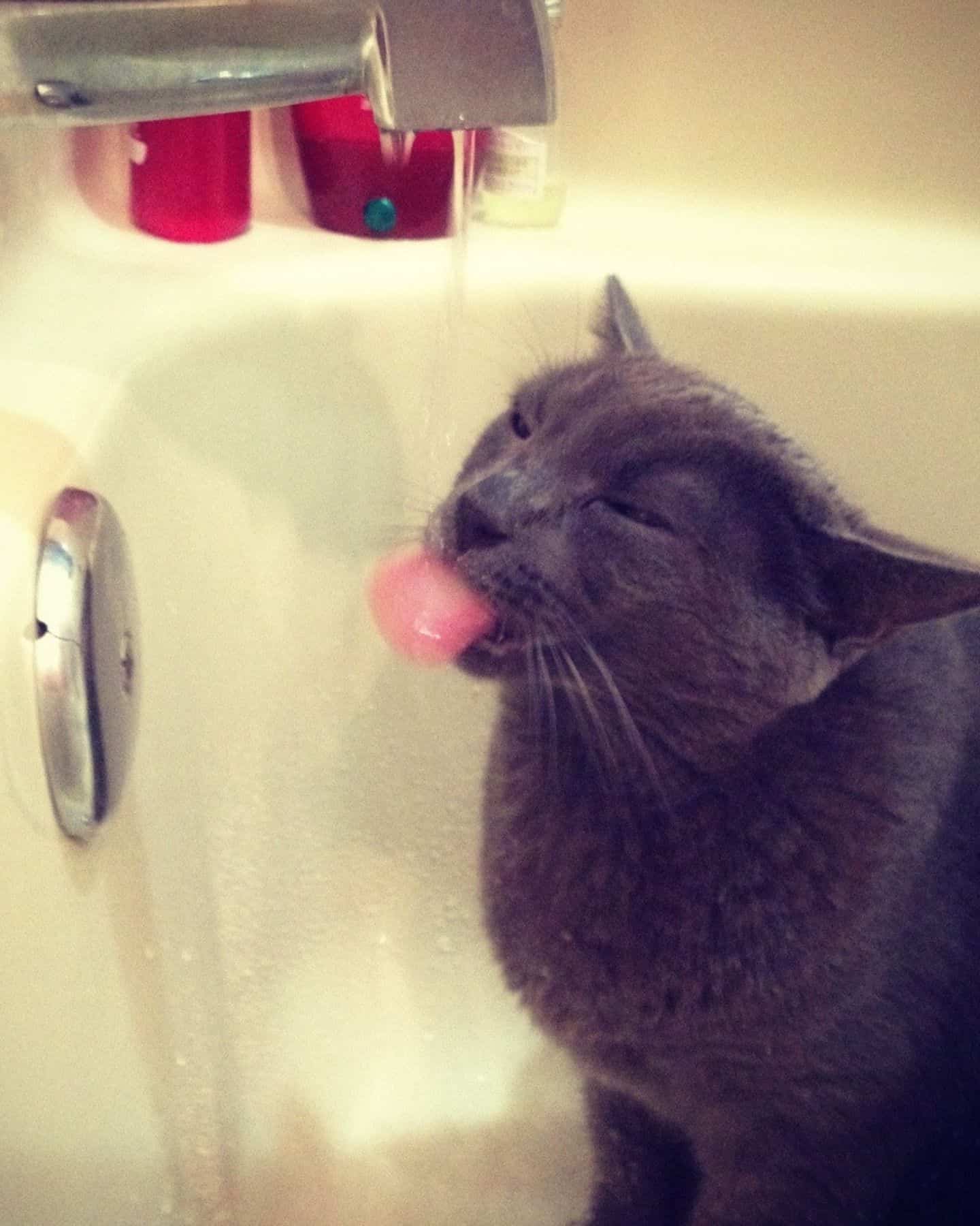 cat licking water