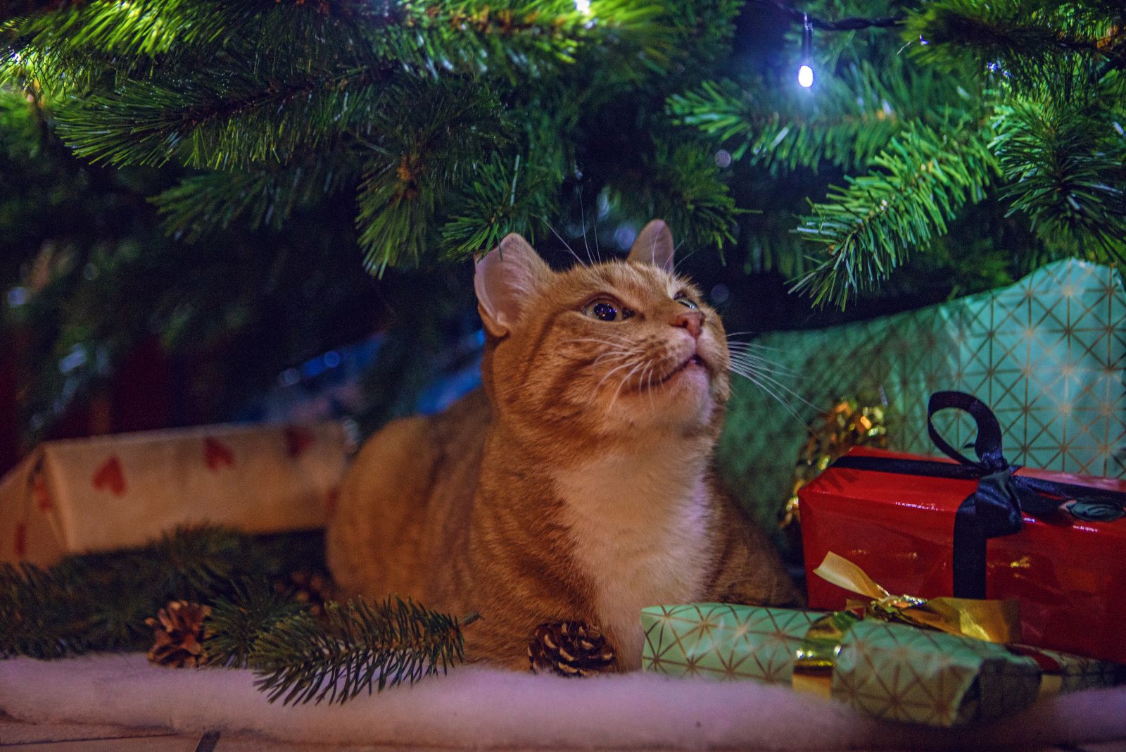 cat looking at christmas ornaments