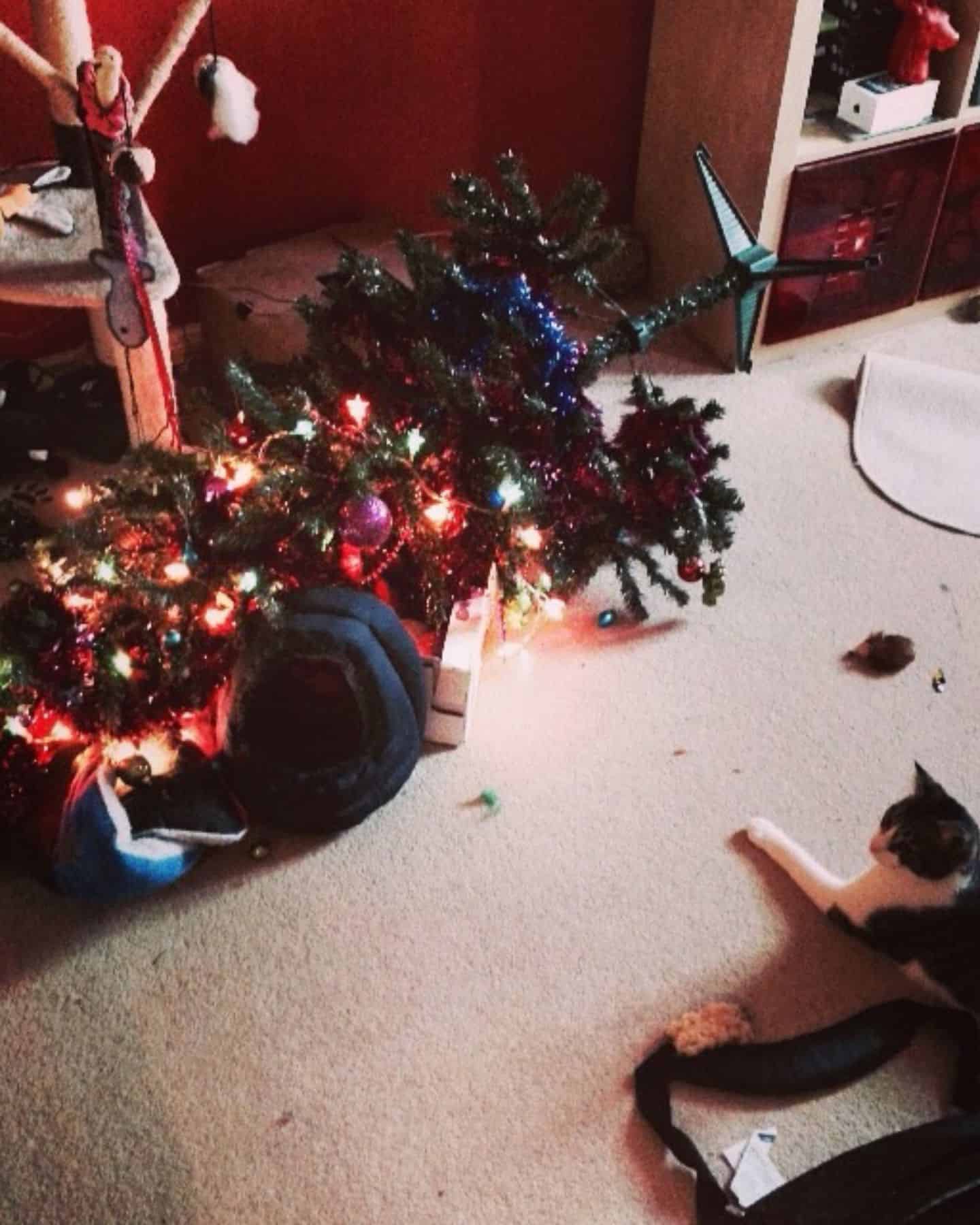 cat looking at fallen christmas tree