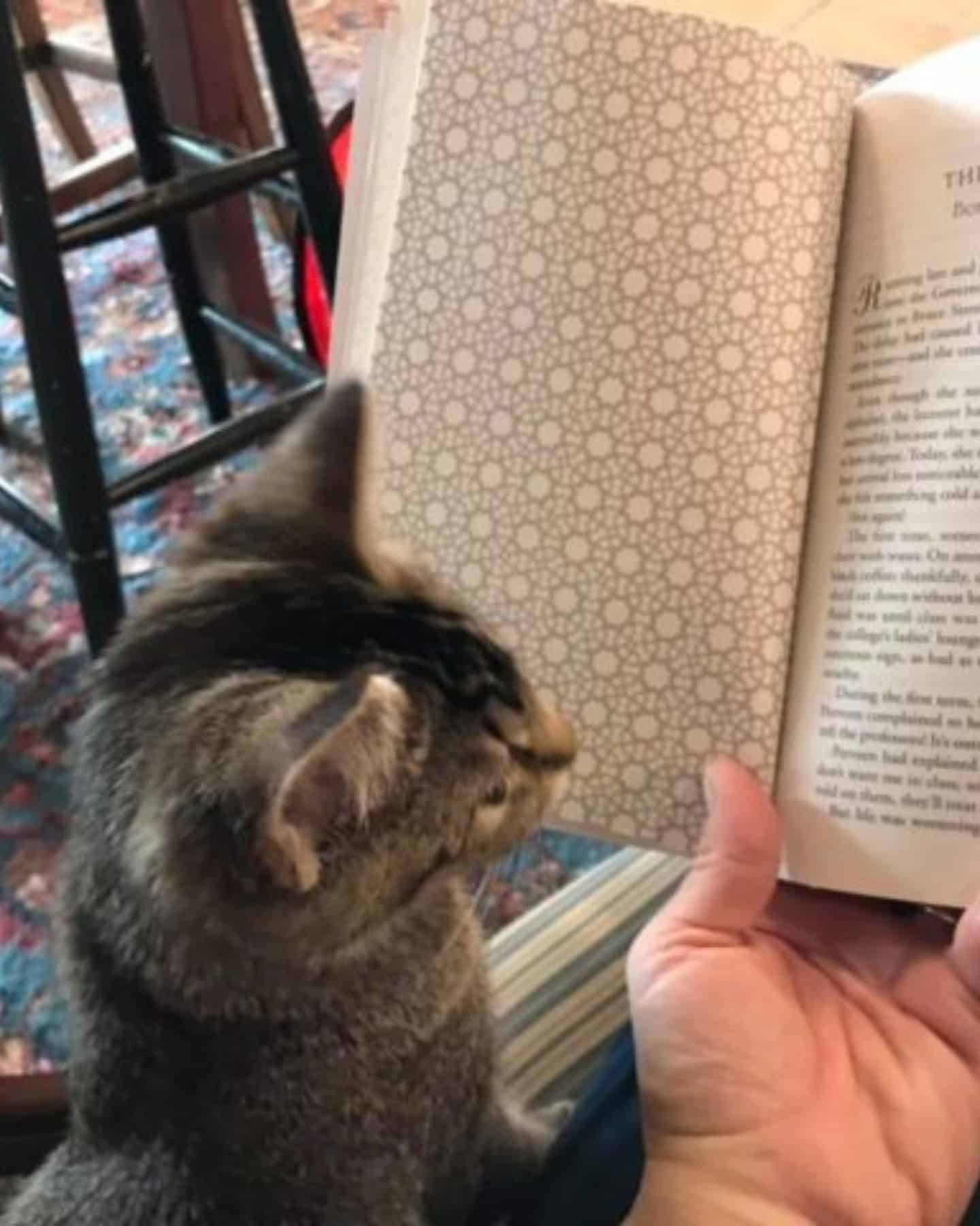 cat looking at opened book