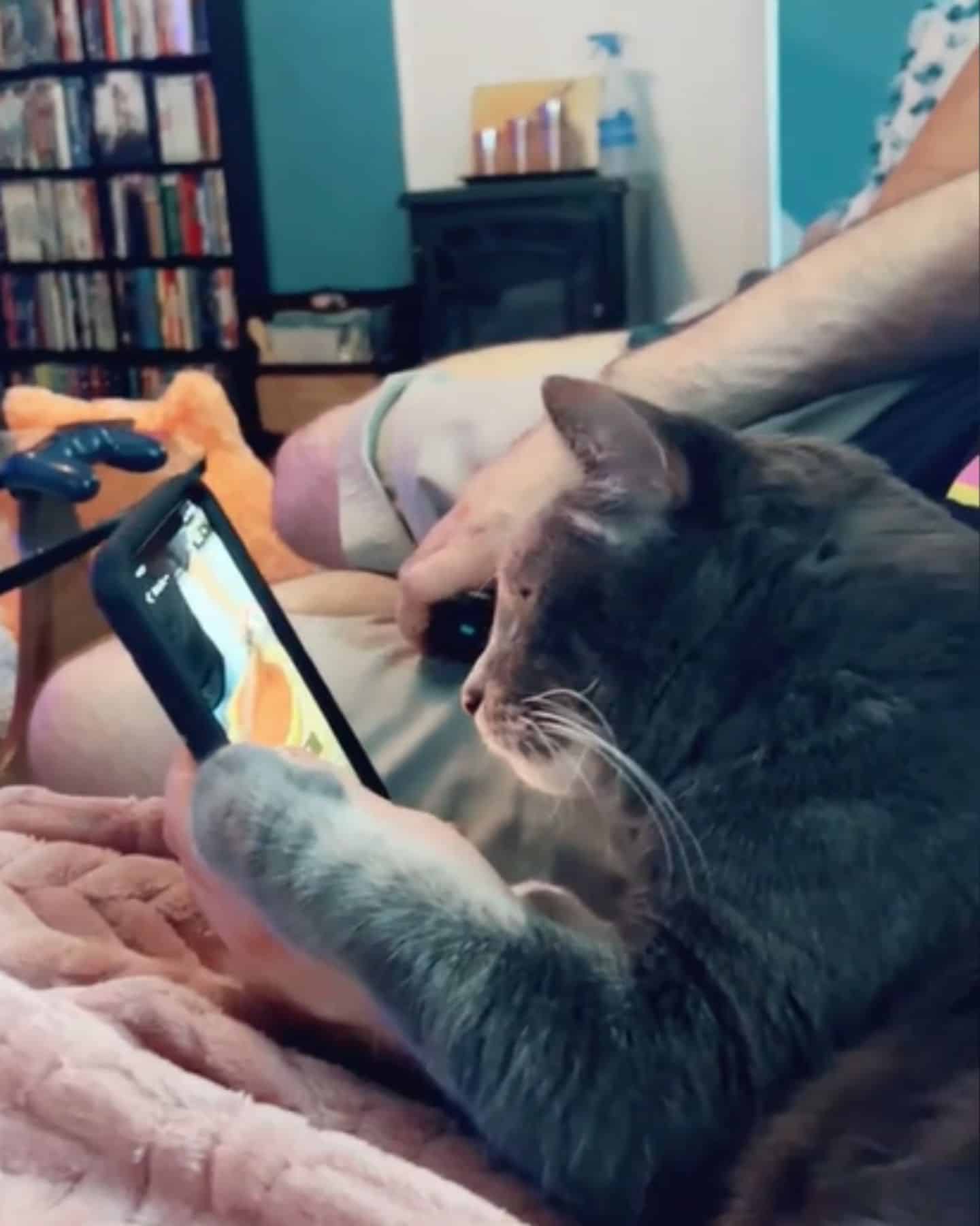cat looking at the phone