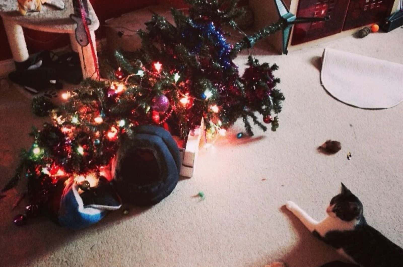 cat lying by fallen christmas tree
