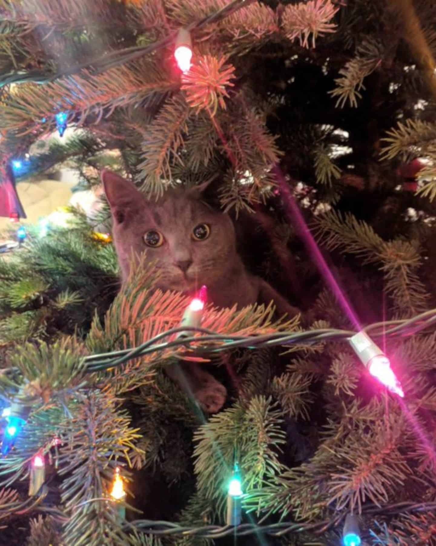 cat lying in a christmas tree