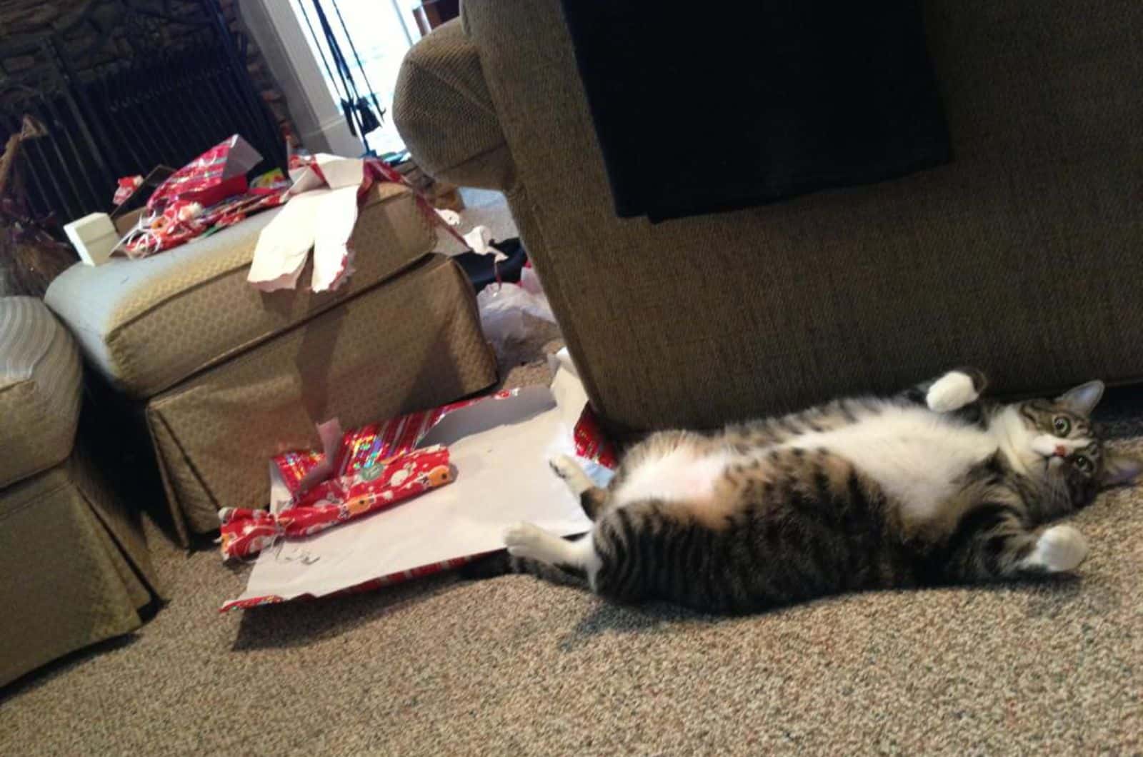 cat lying on its back next to christmas paper