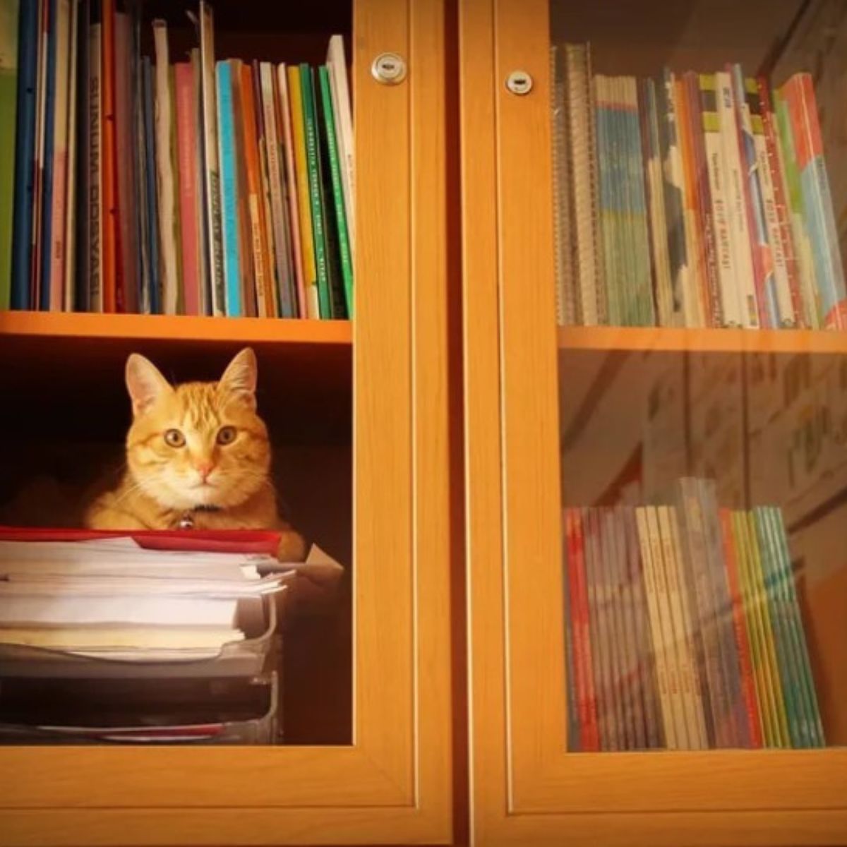 cat on a book shelf