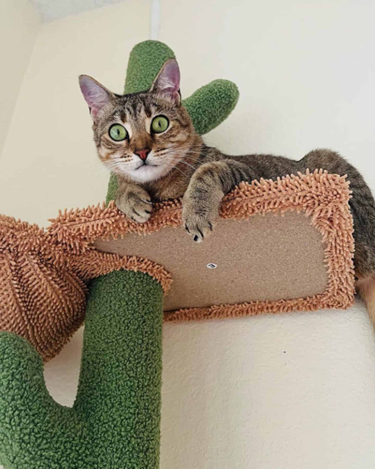 cat on a cactus cat tree