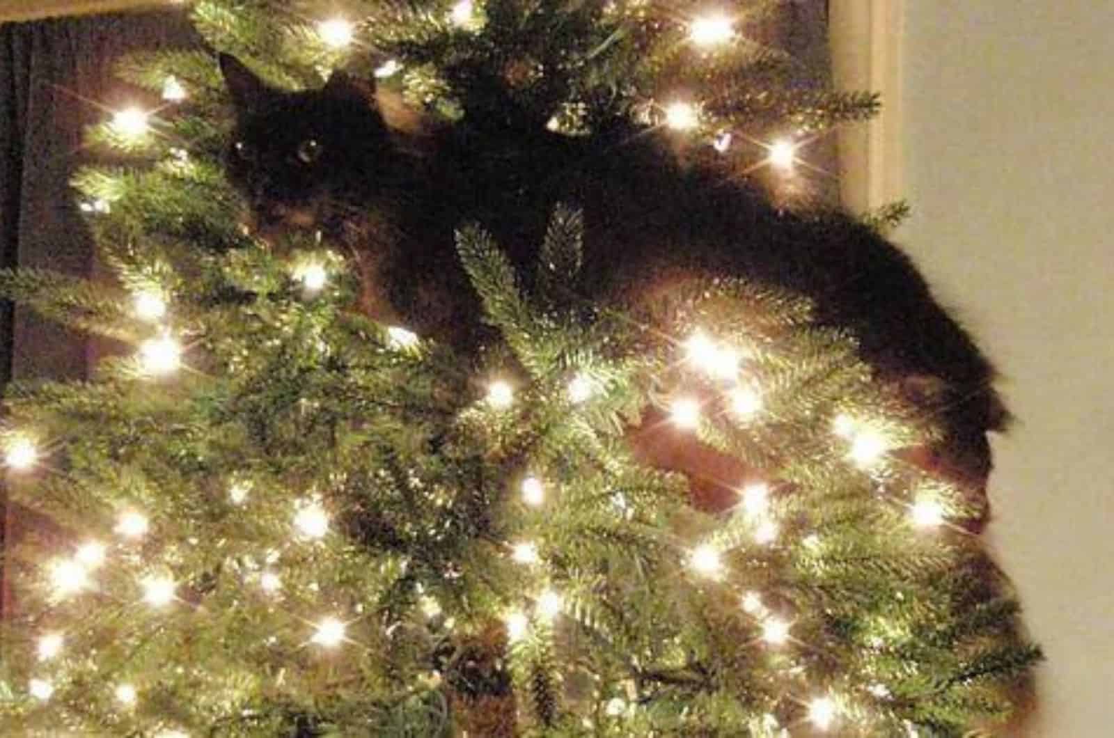 cat on a christmas tree with lights