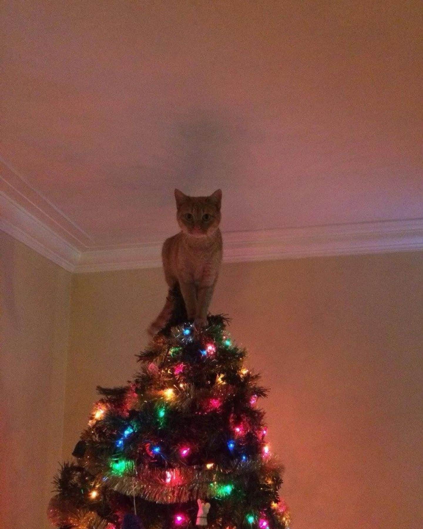 cat on top of christmas tree