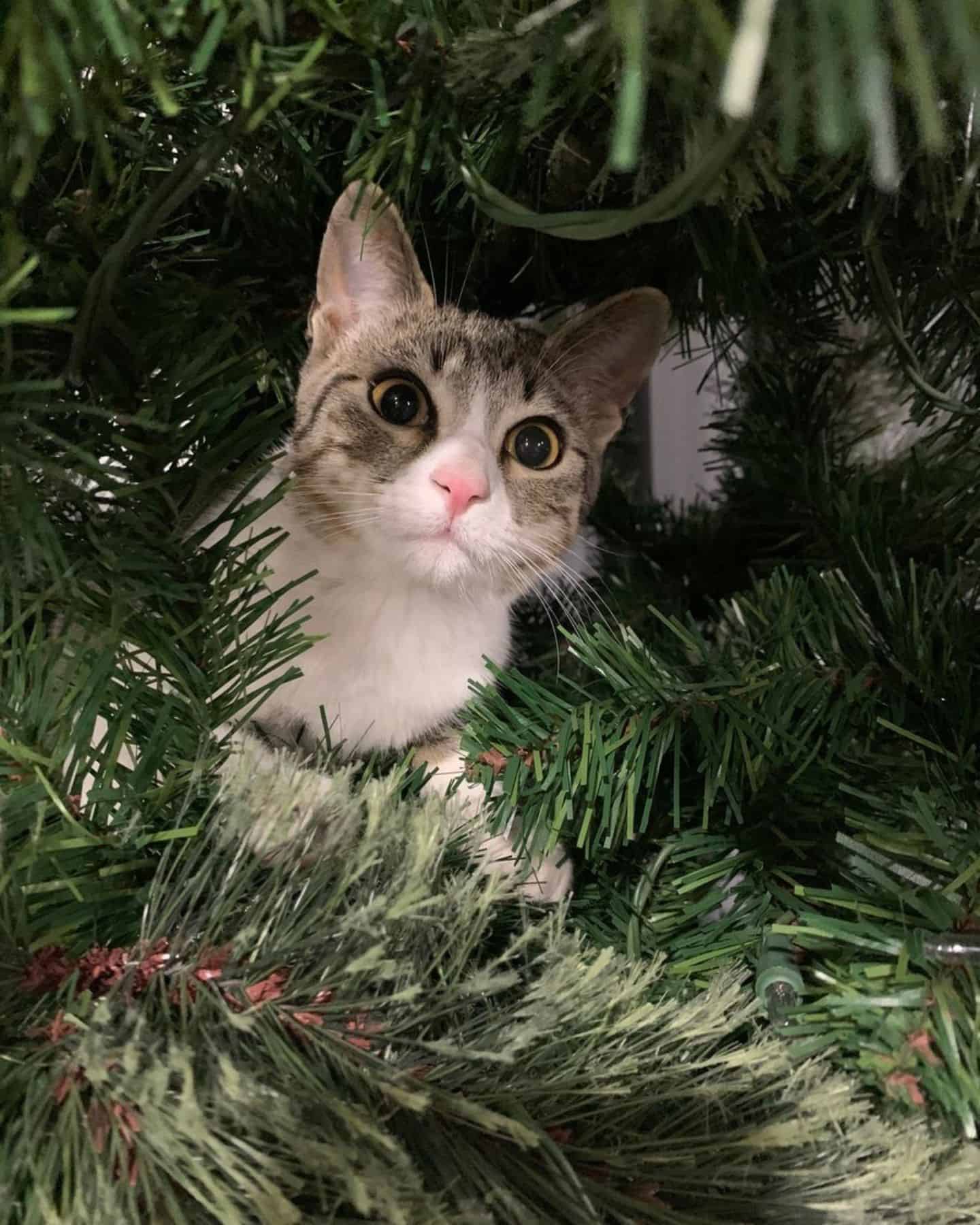 cat peeking from a christmas tree