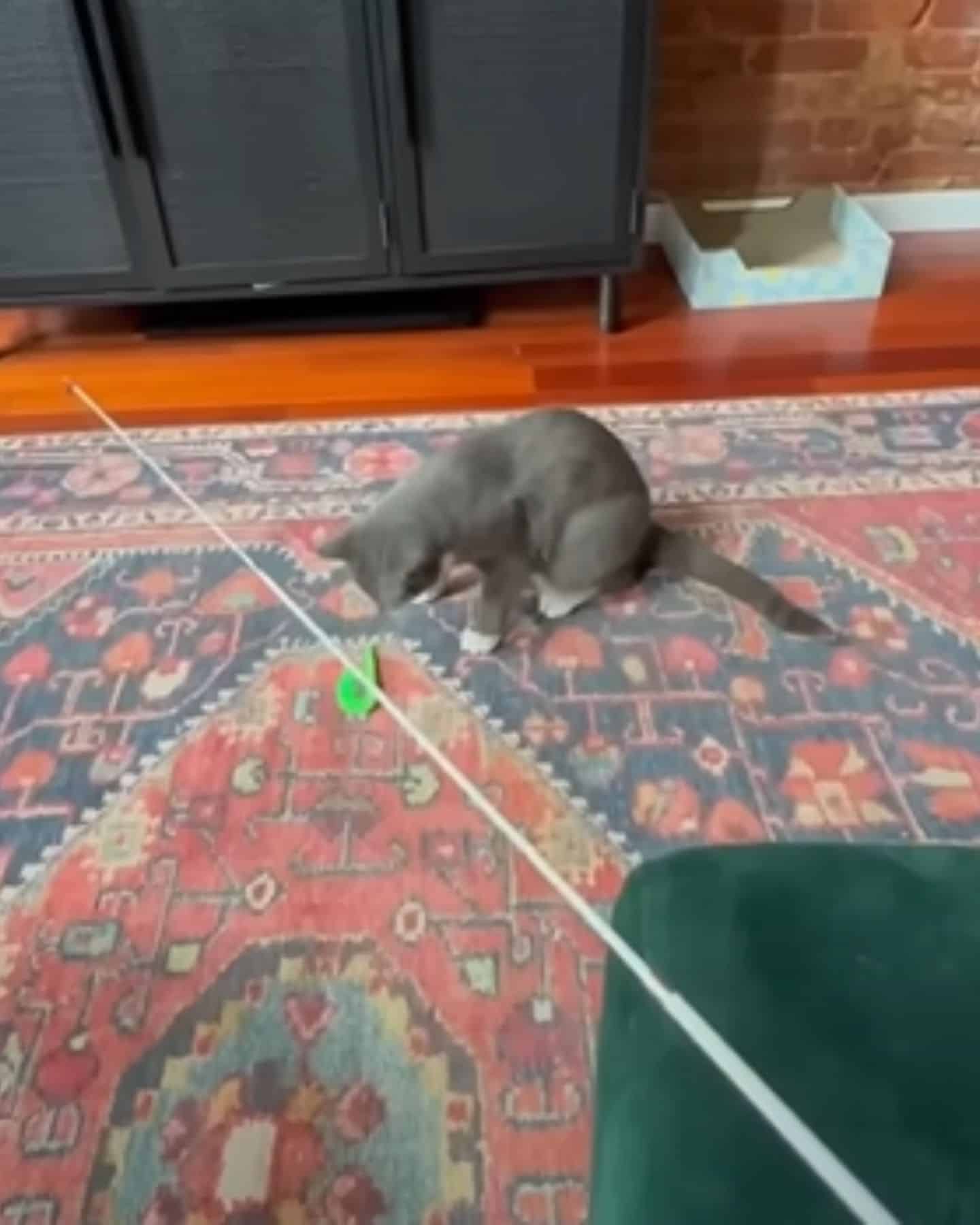 cat play with toy