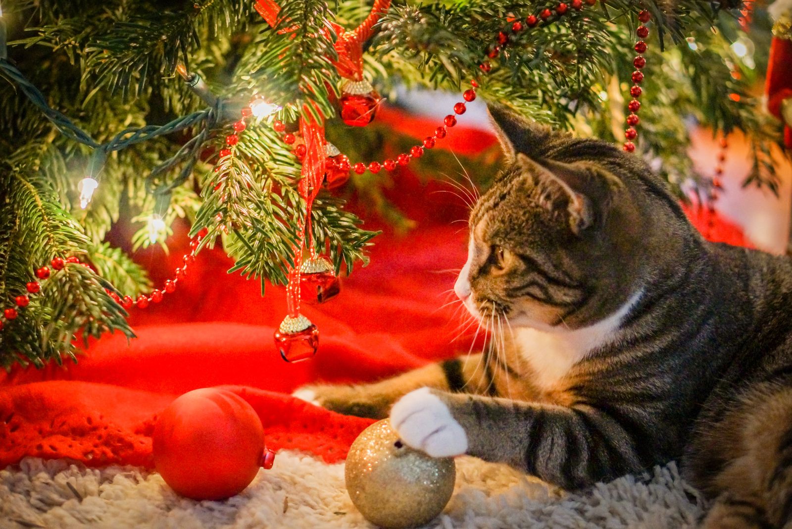 cat playing with ornaments