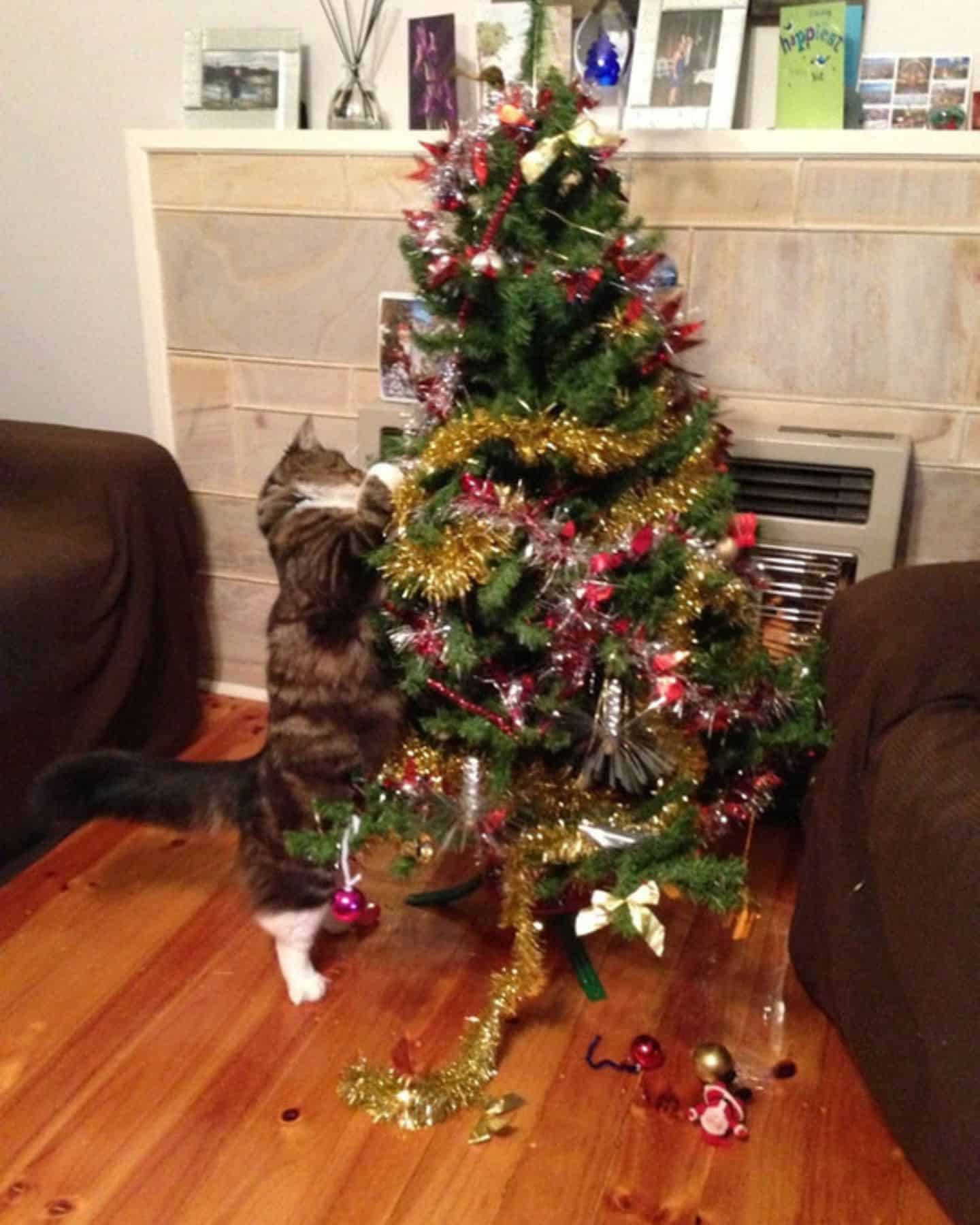 cat reaching up a christmas tree