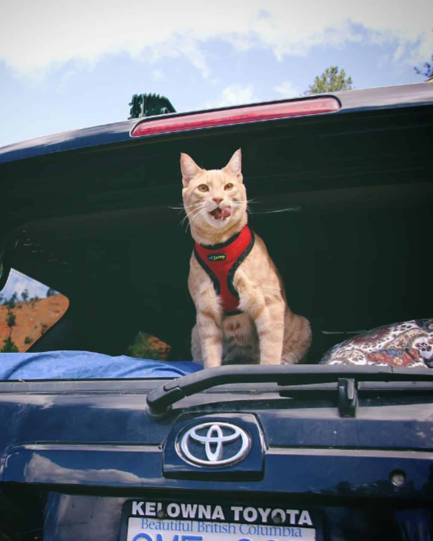 cat sitting in a car