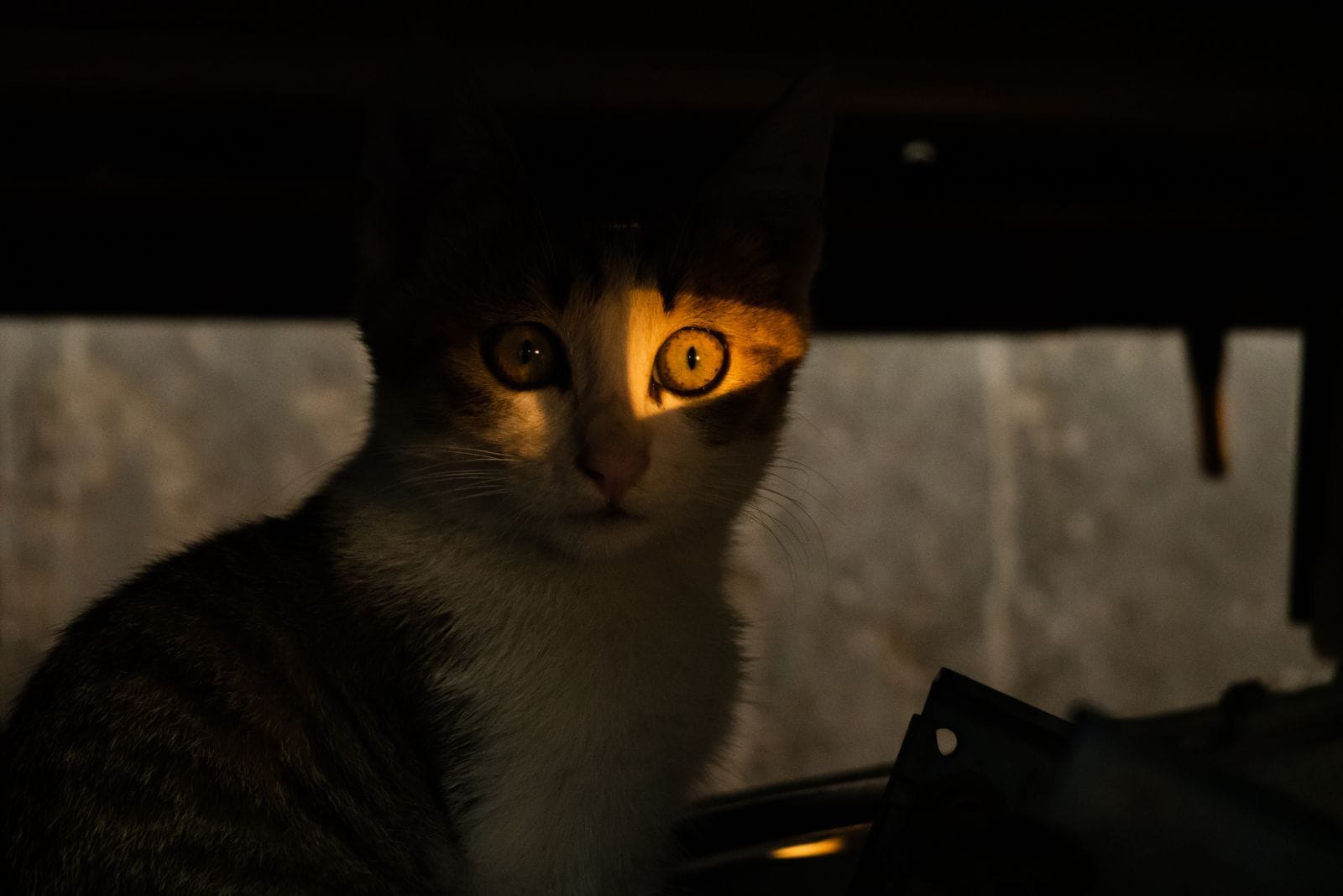 cat sitting in dark