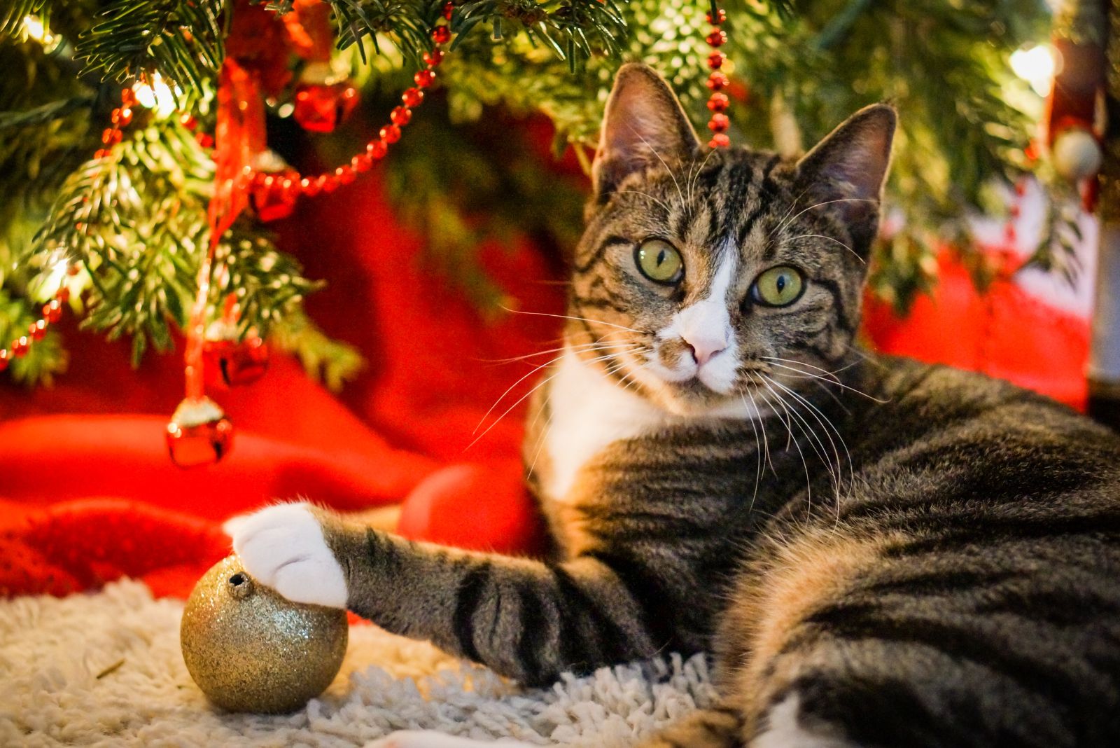 cat sitting under a christmas tree