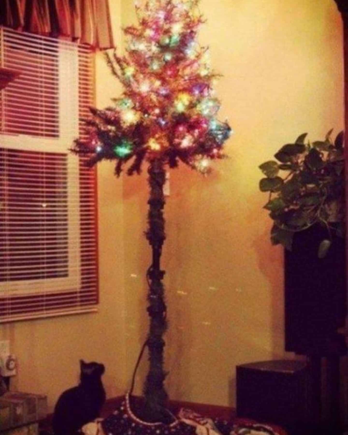 cat sitting under a christmas tree