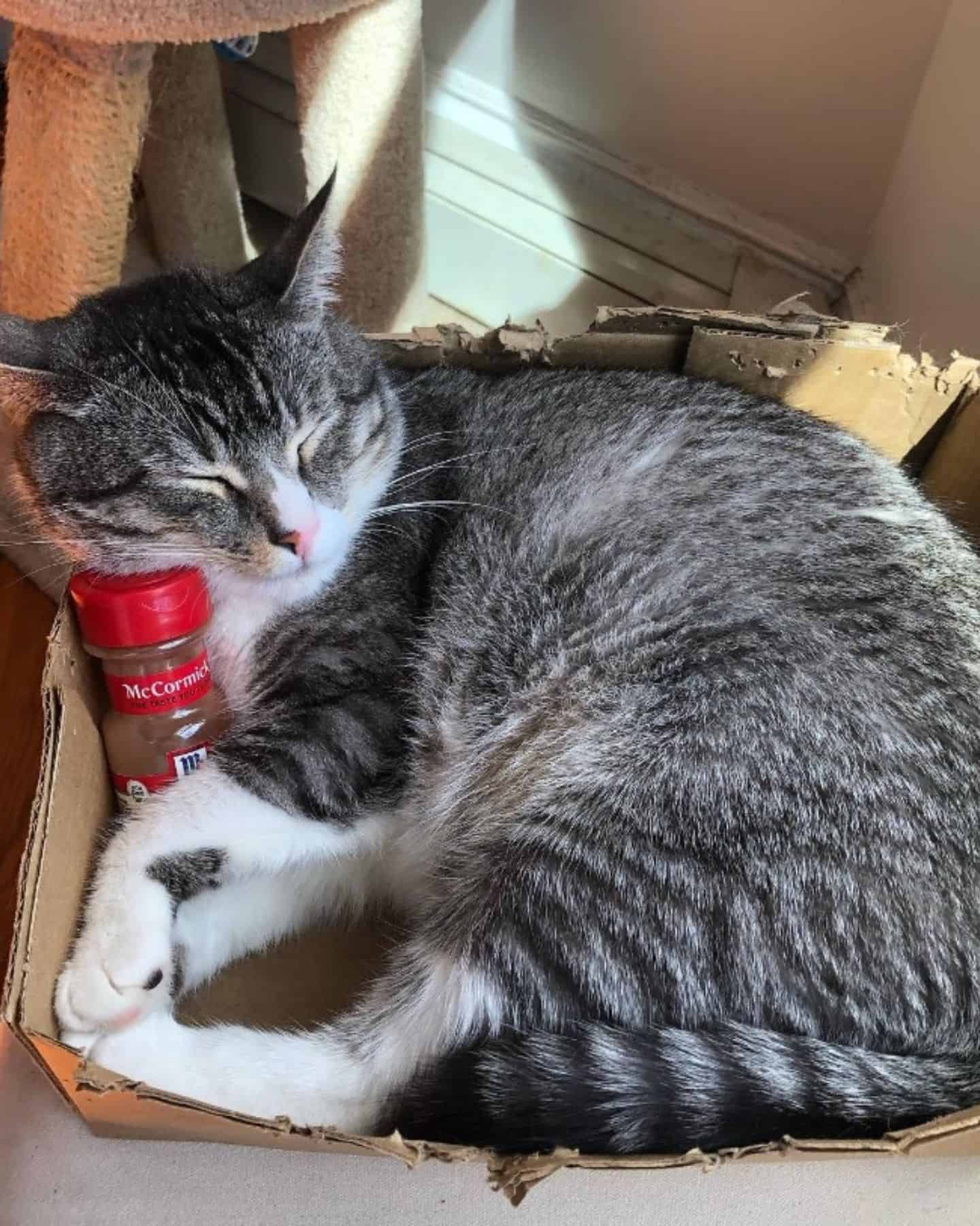 cat sleeping in a box with cinnamon bottle