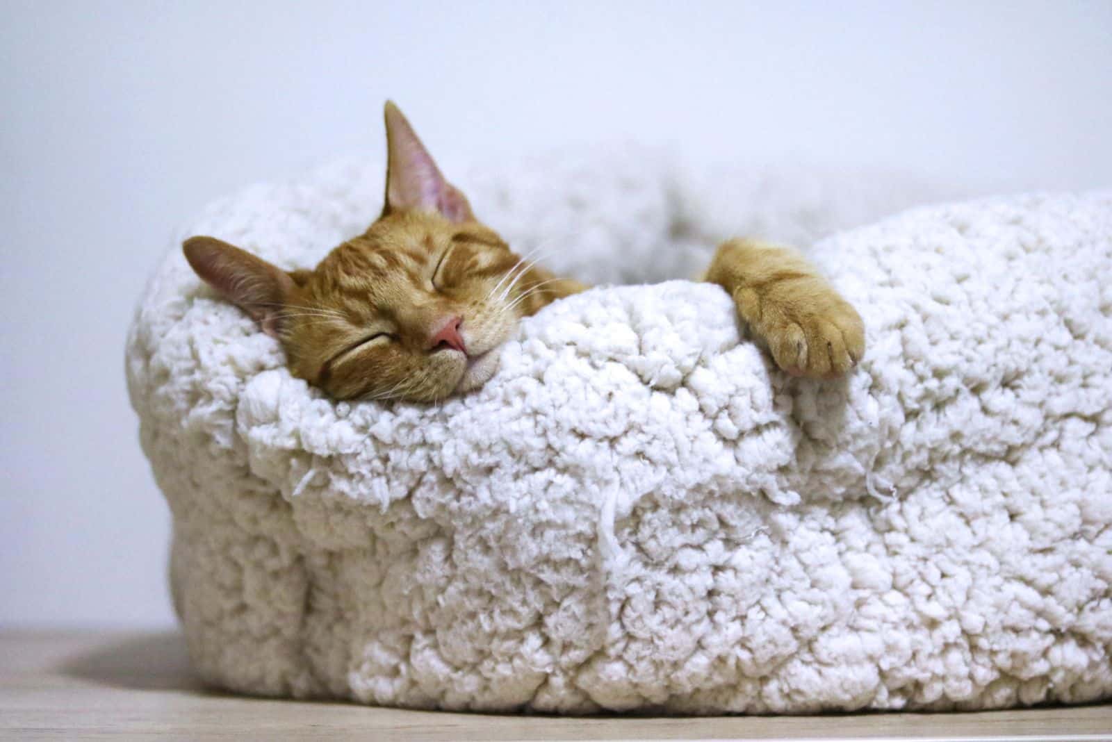 cat sleeping in cat bed