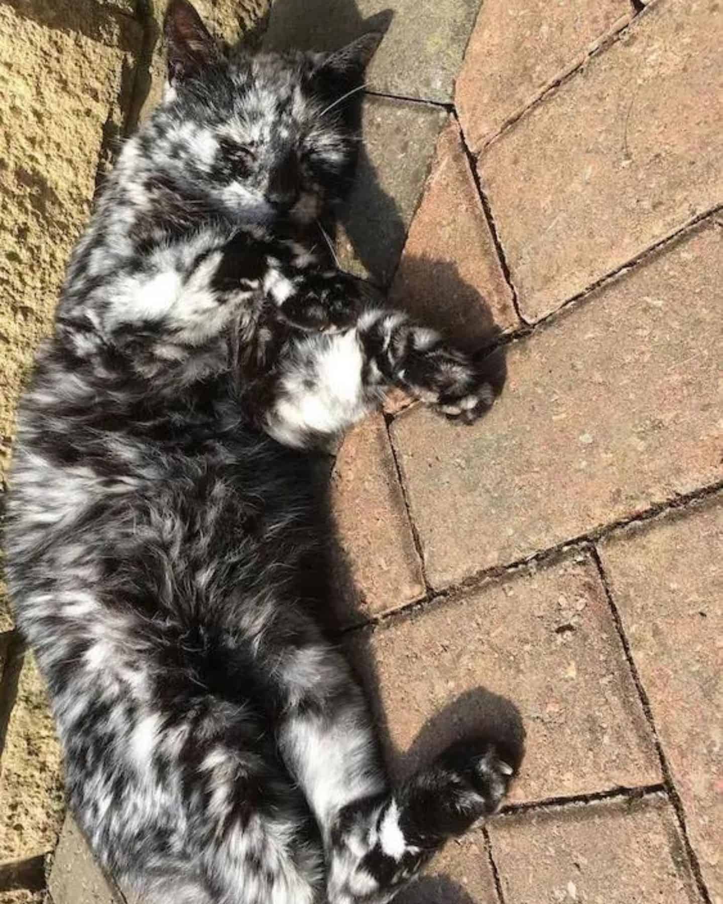 cat sleeping on a sidewalk