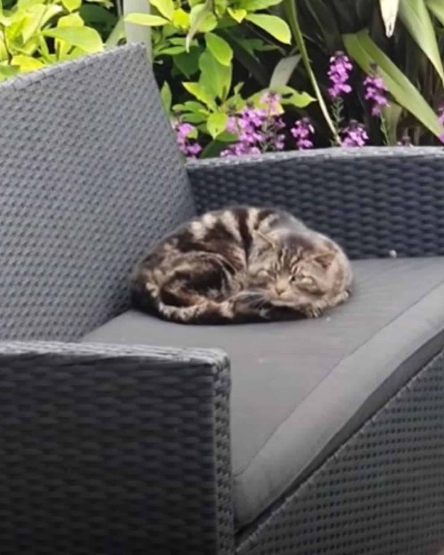 cat sleeps on the chair in garden