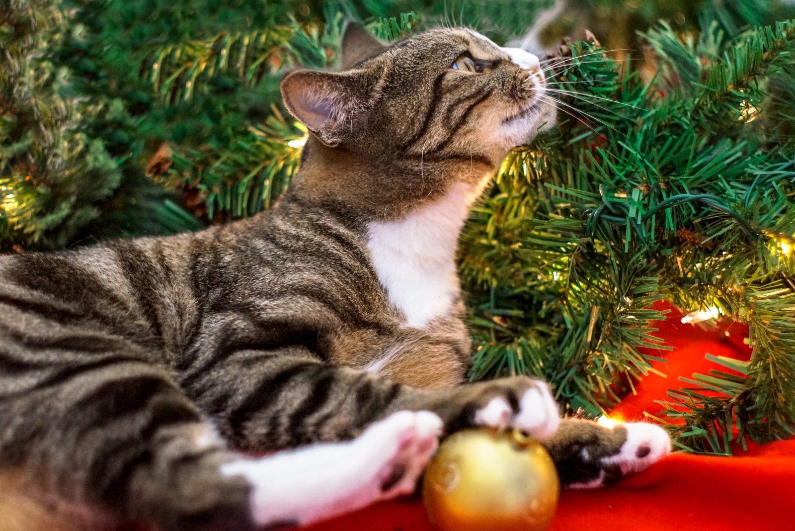 cat sniffing christmas tree