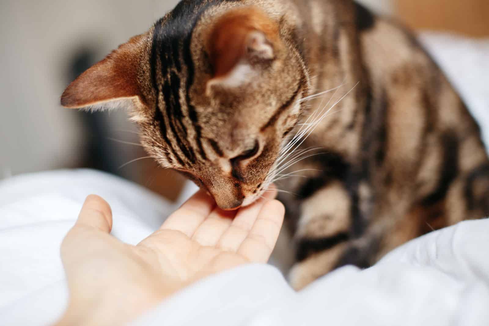 cat sniffing hand