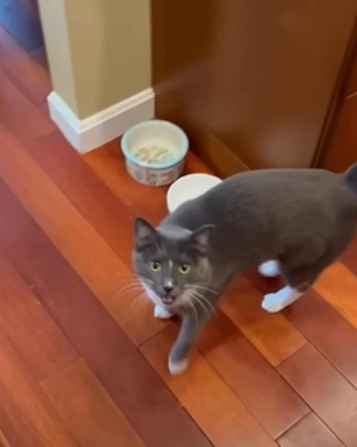 cat standing next to the food bowls