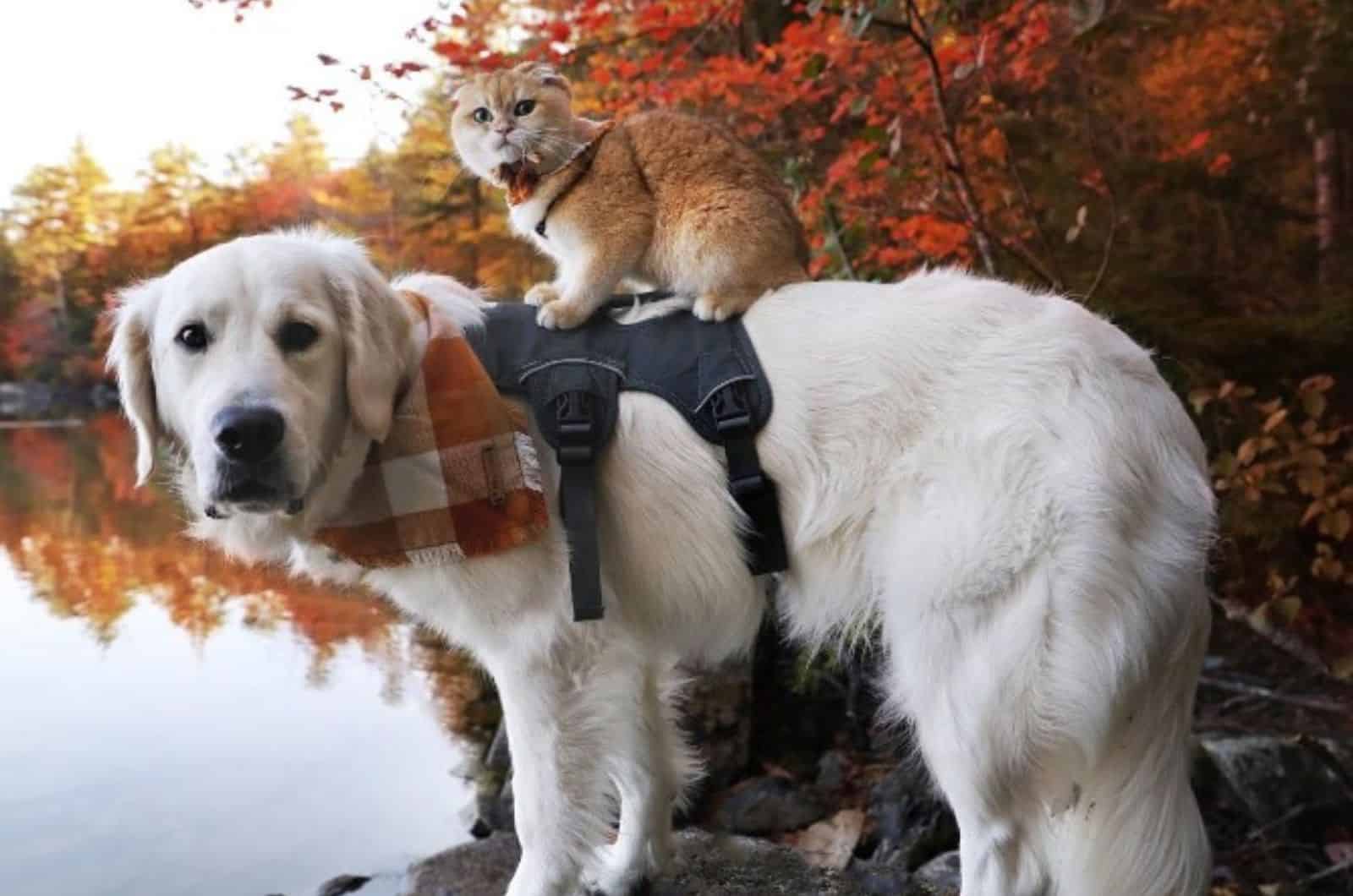 cat standing on dogs back