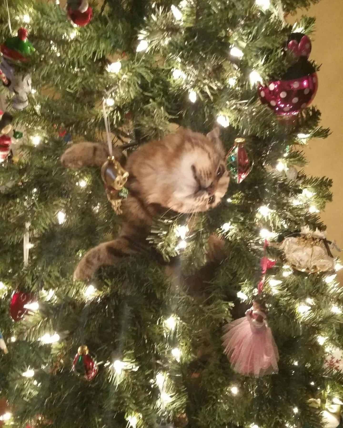cat stuck in a christmas tree