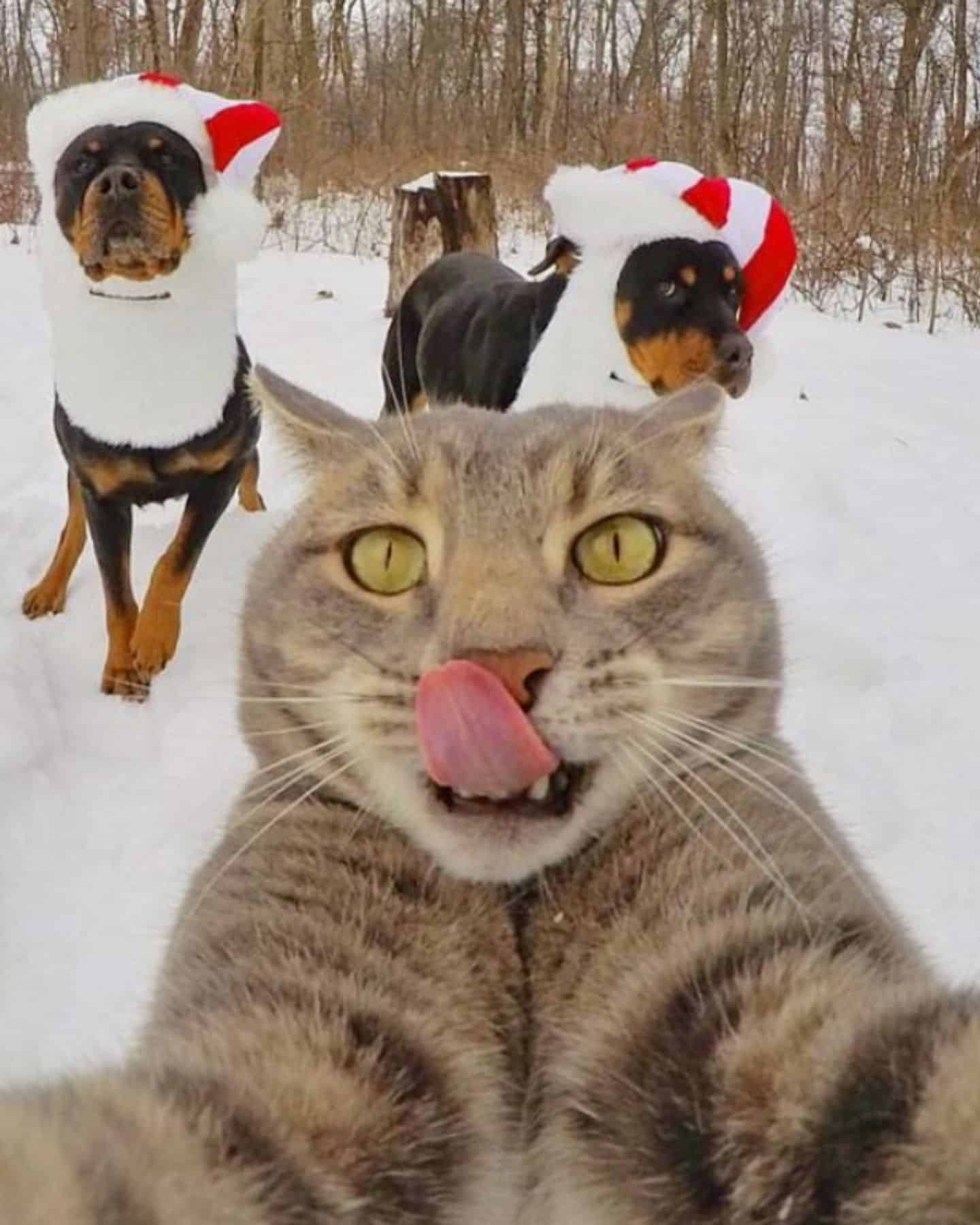cat taking selfie with dogs on snow