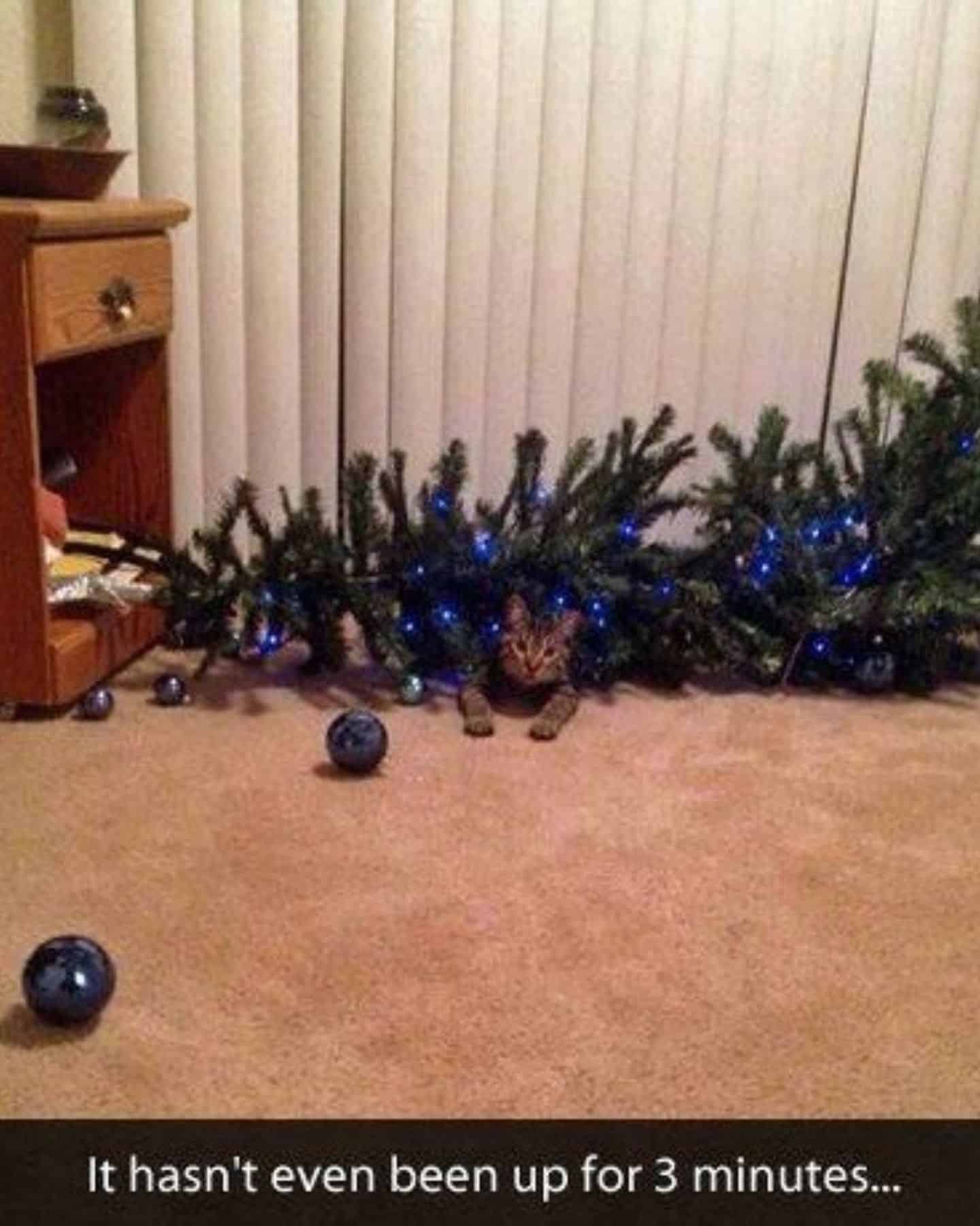 cat uder a fallen christmas tree