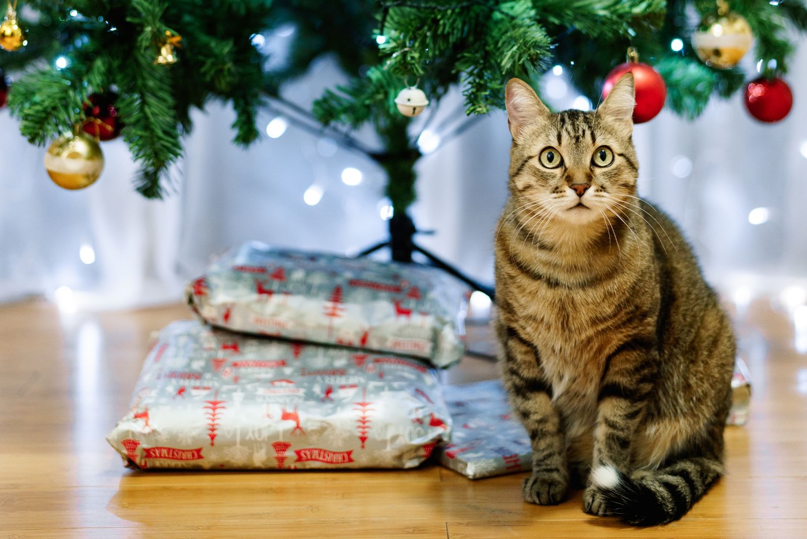 cat under a tree