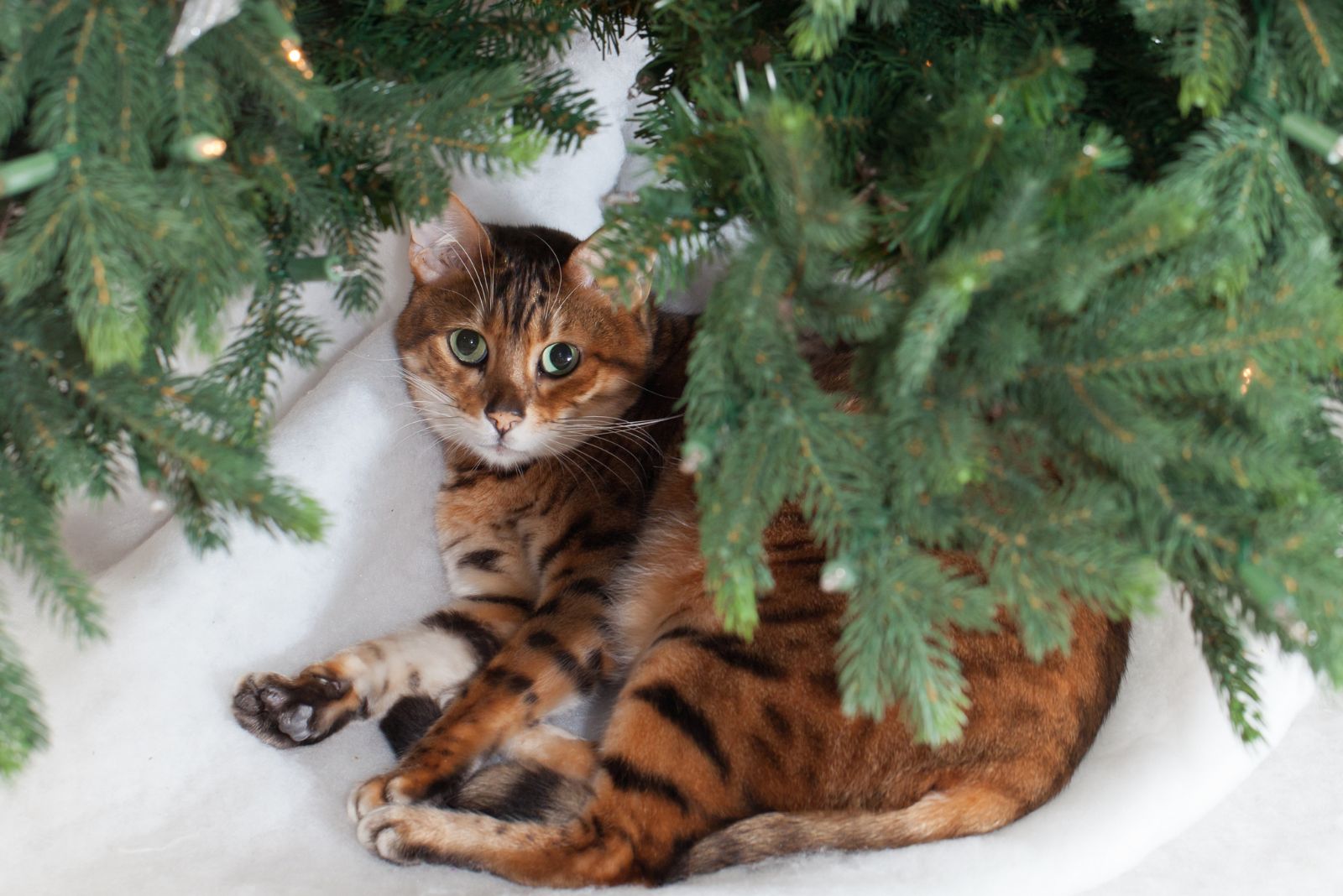 cat under christmas tree