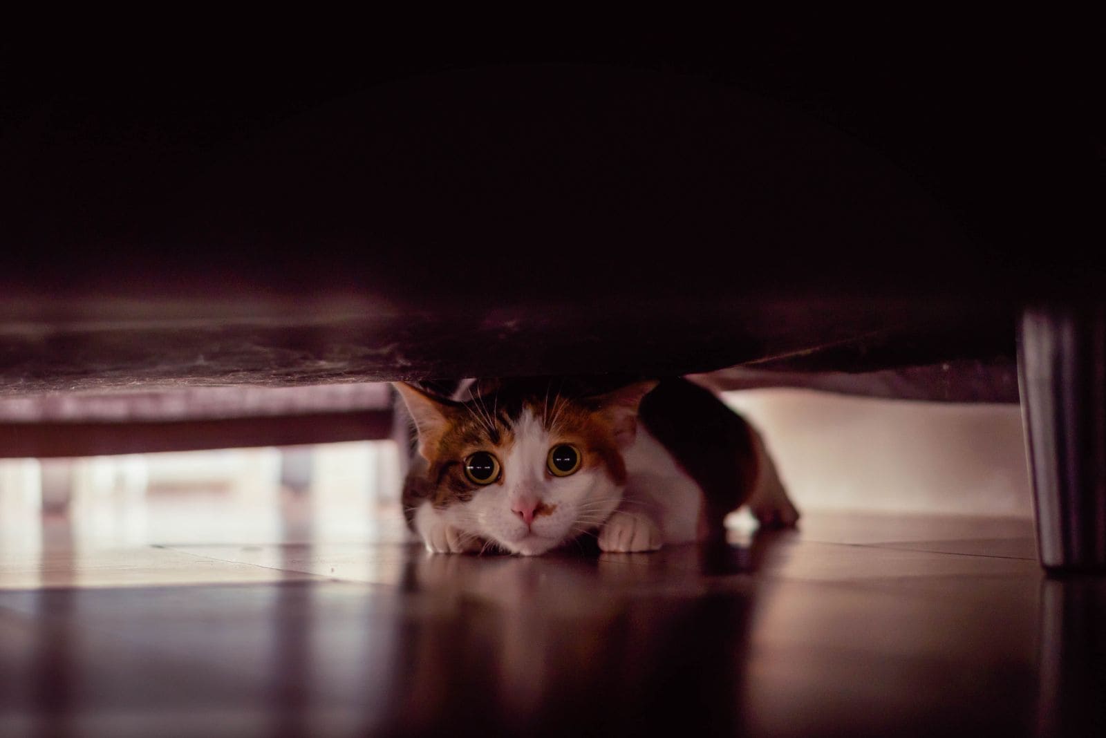 cat under the bed