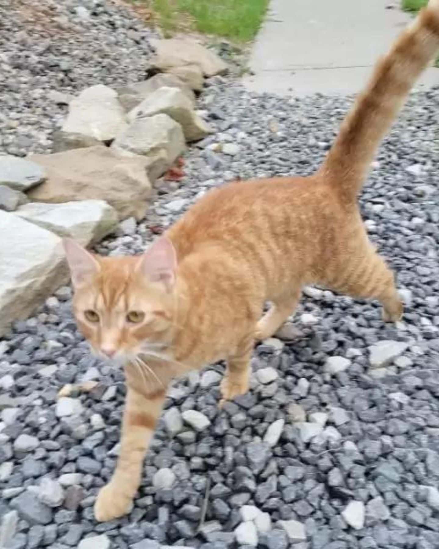 cat walking on rocks