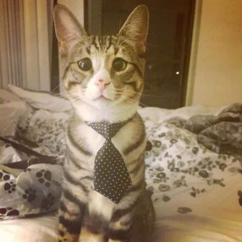 cat wearing a tie sitting on bed