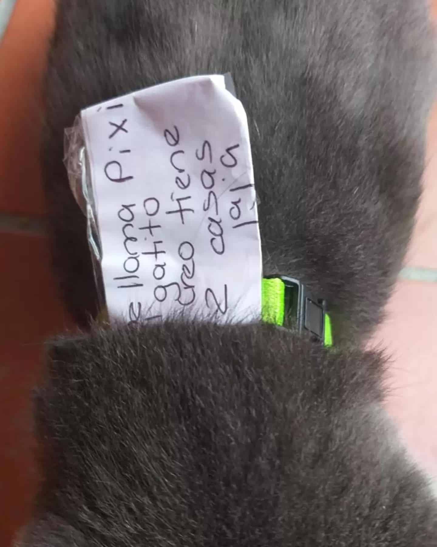 cat with a note attached to collar