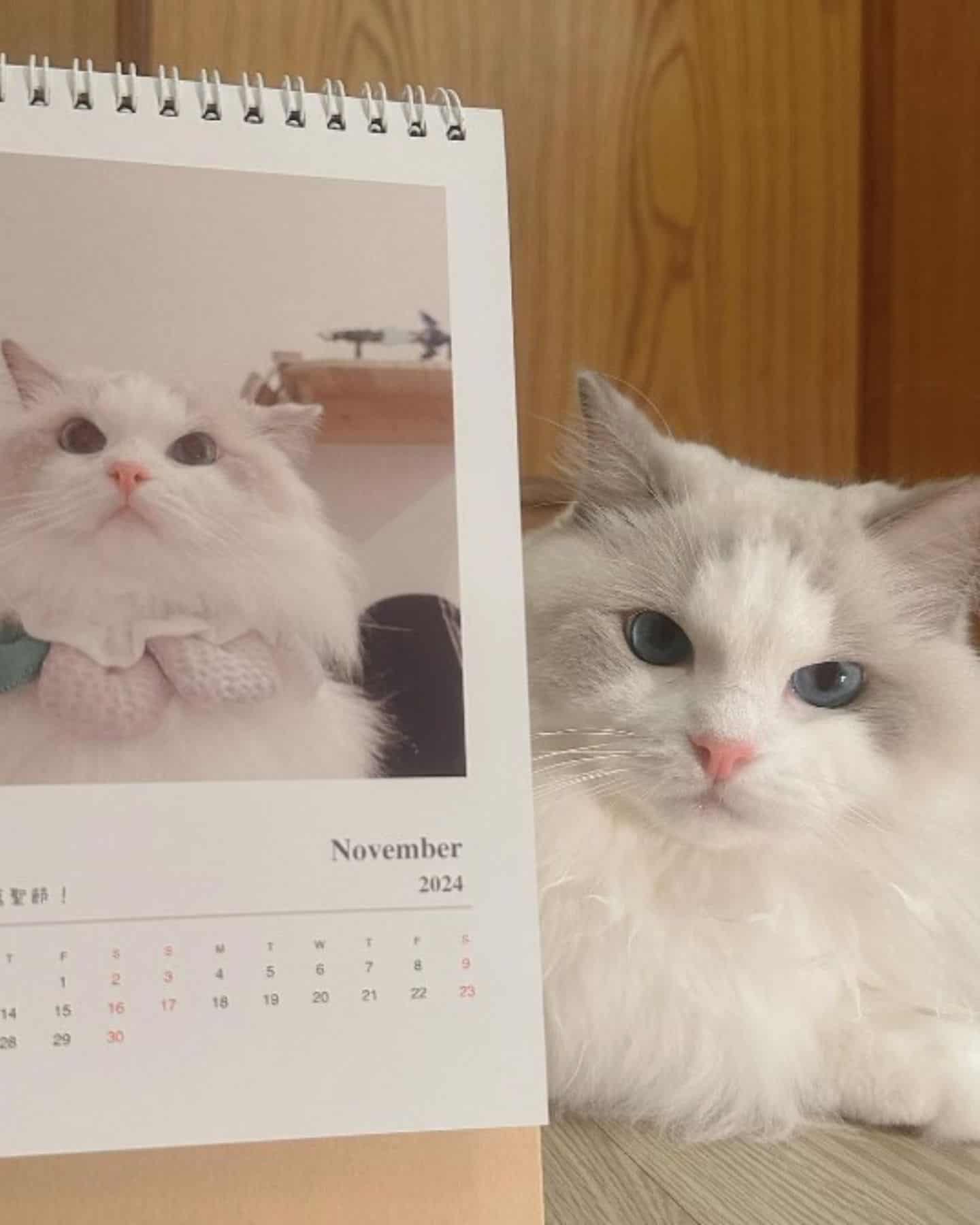 cat with calendar