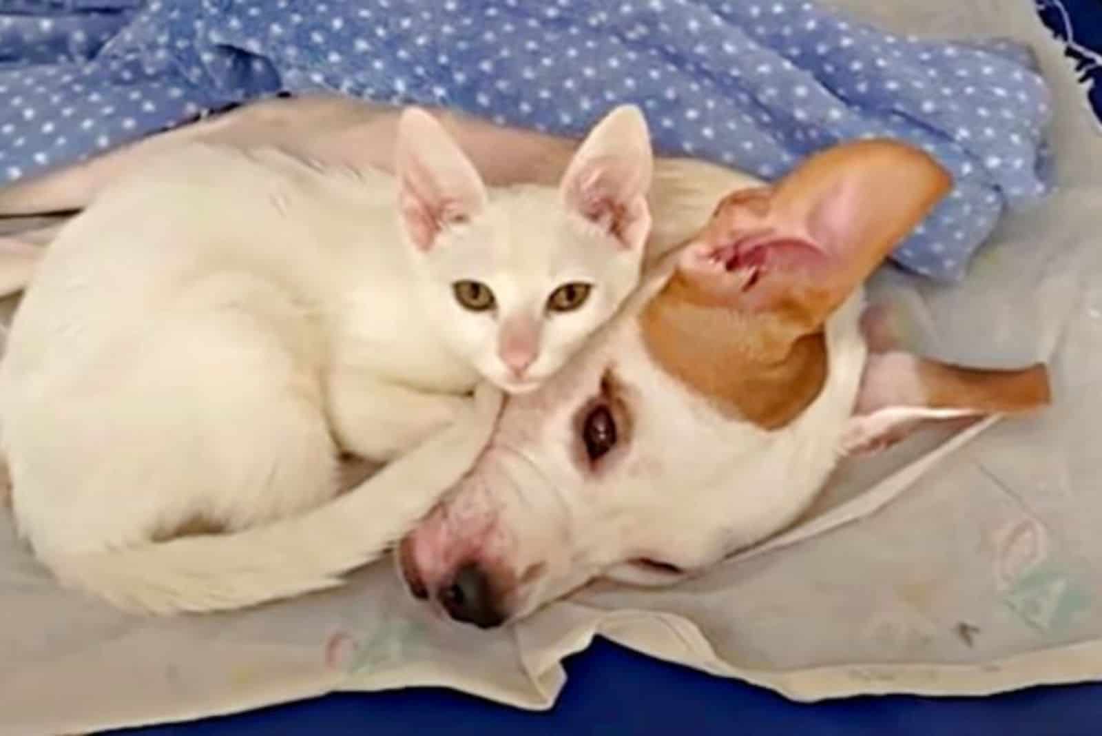 cat with paralyzed dog