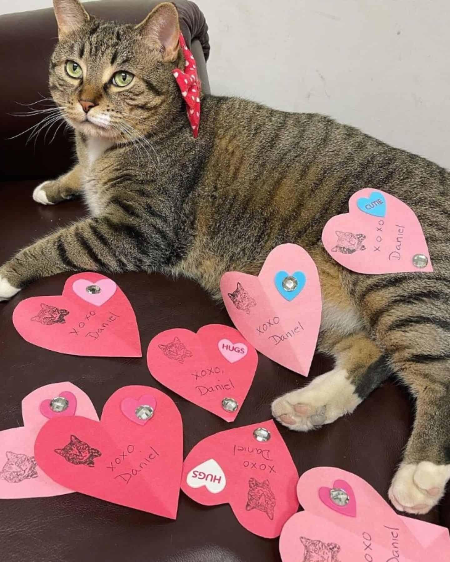 cat with pink stickers