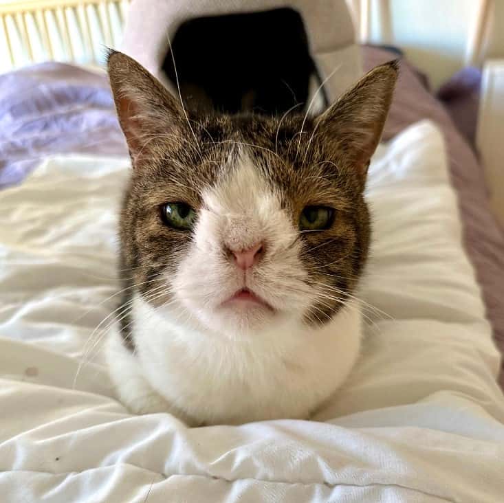 cat with special needs is lying on the bed and looking at the camera
