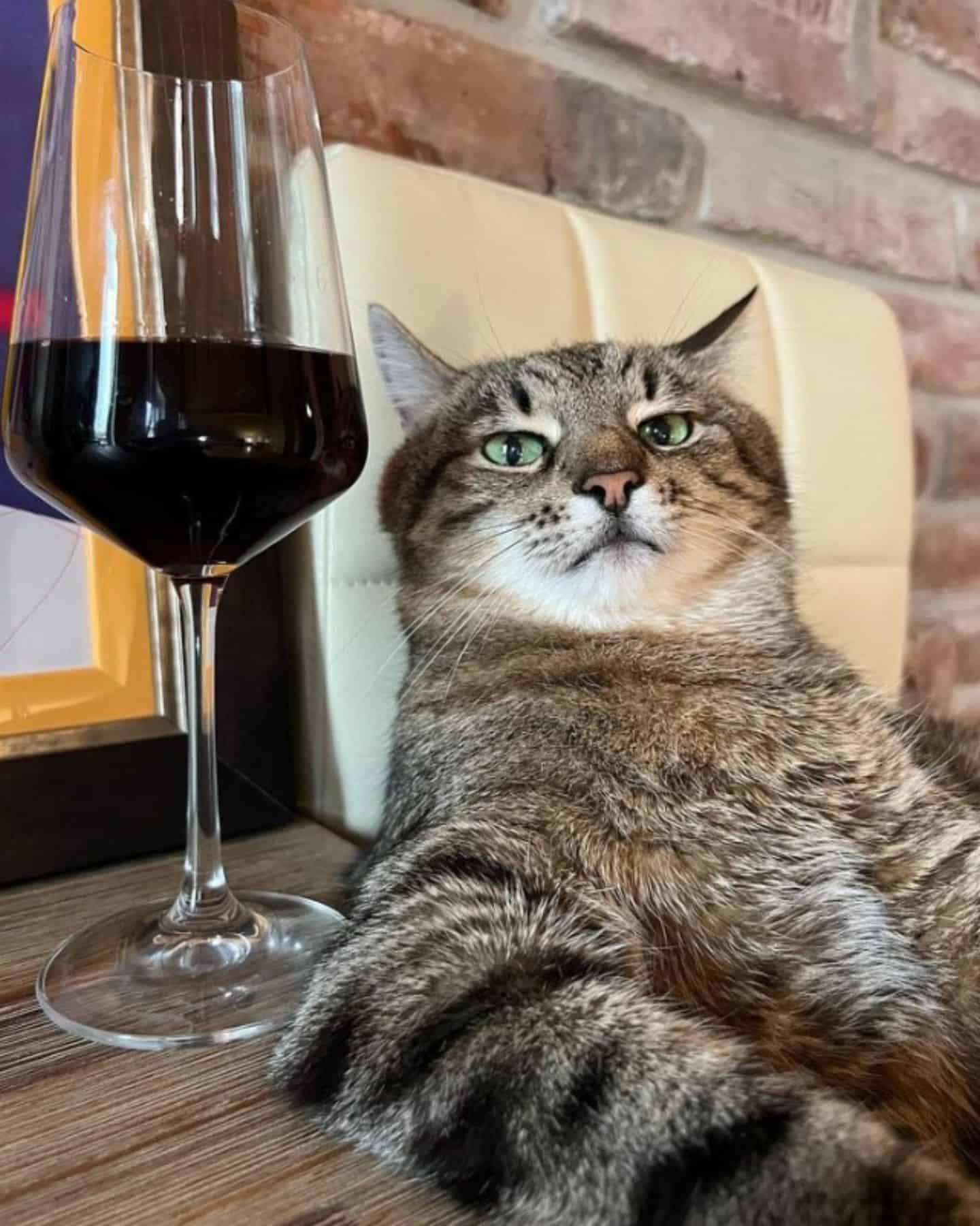 cat with wine