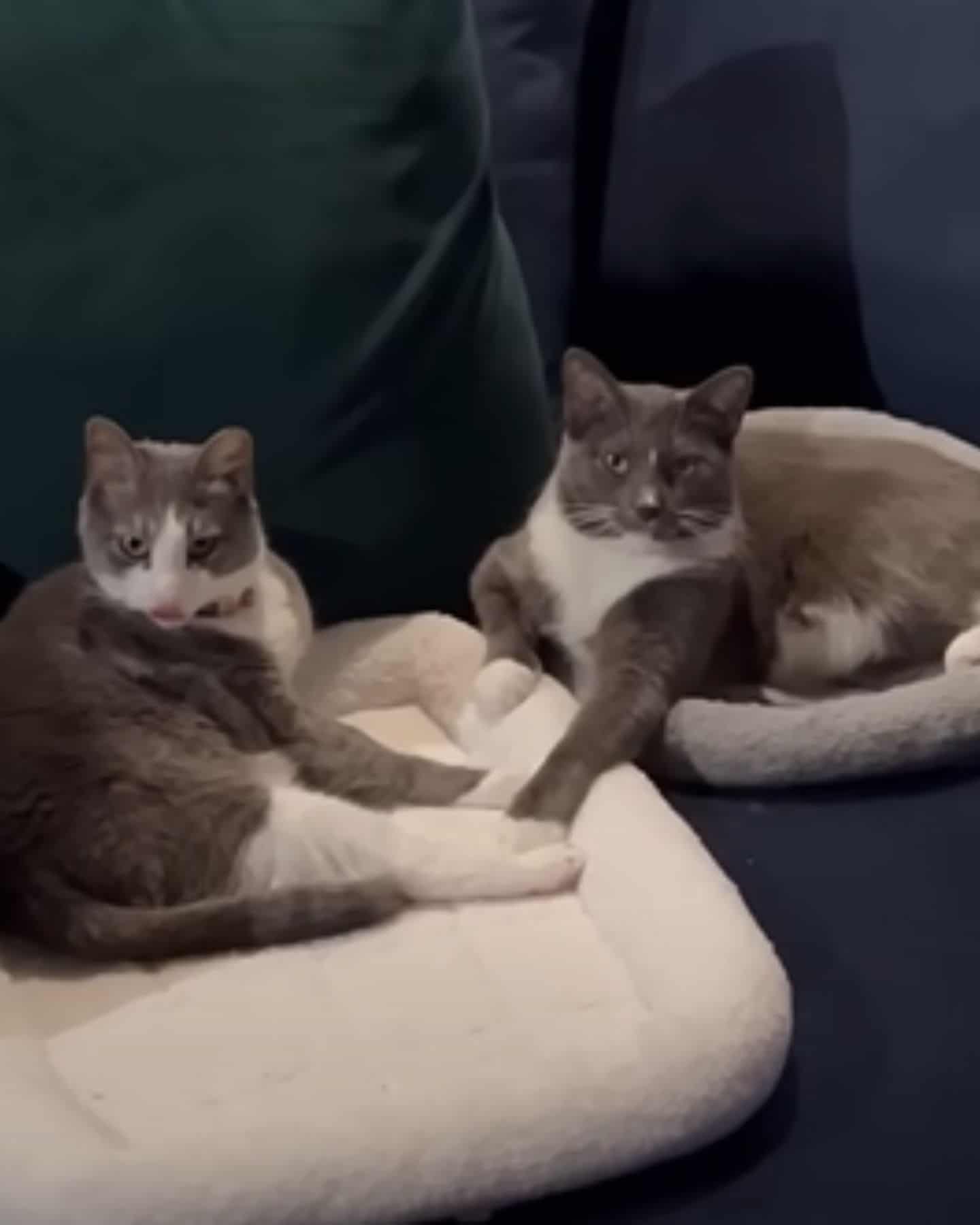 cats enjoying on the couch