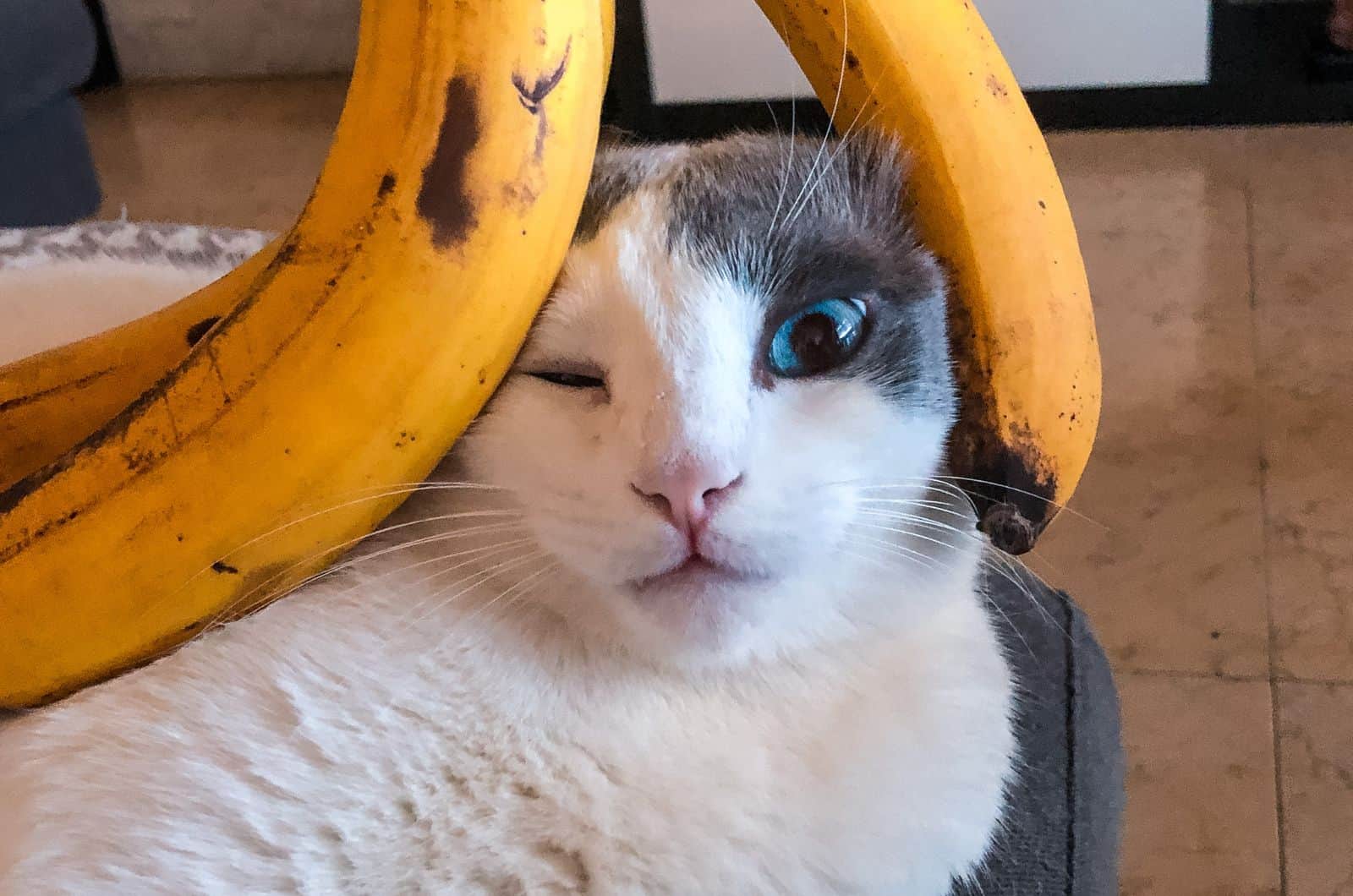 cat's head between two bananas