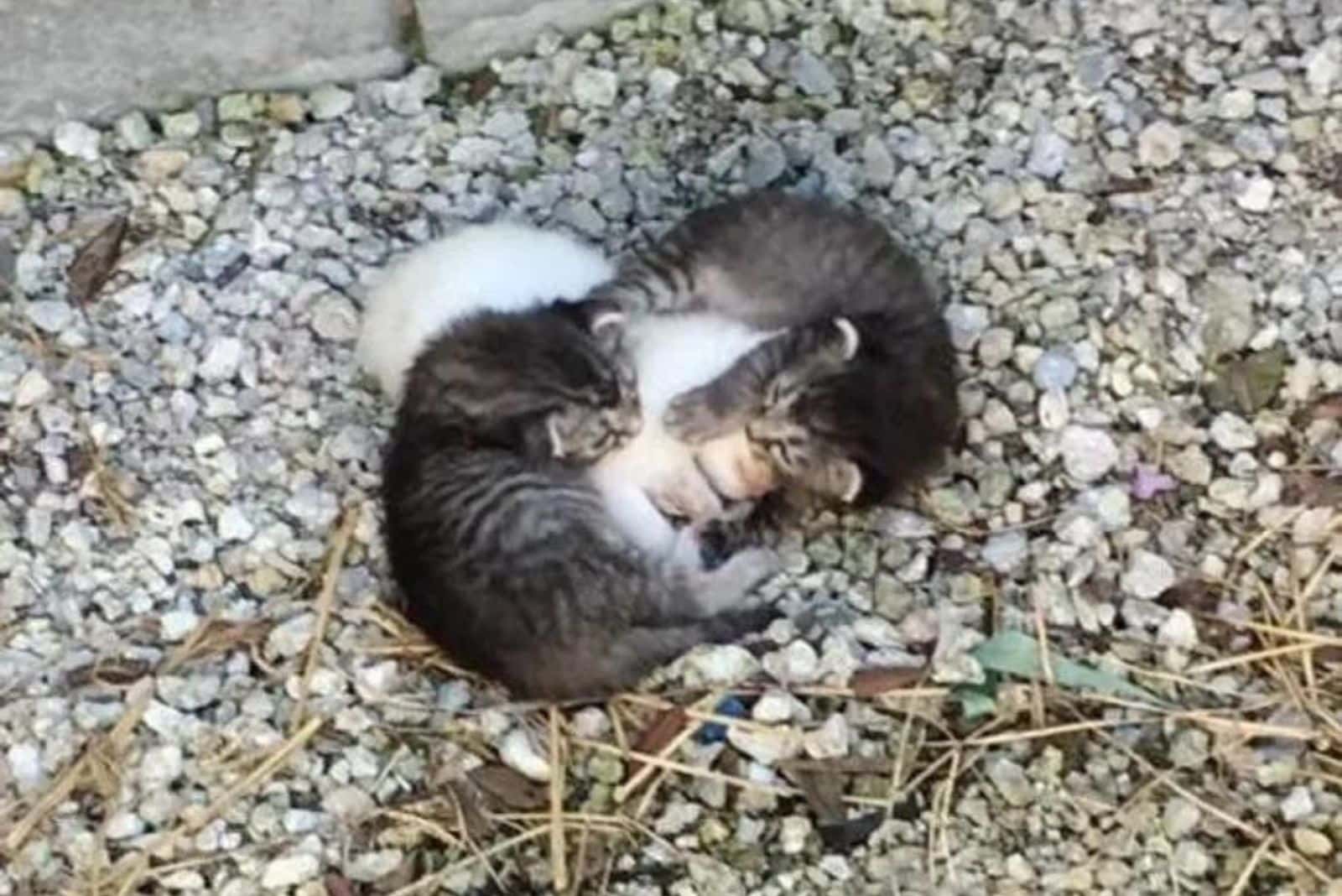 cats hug and warm themselves