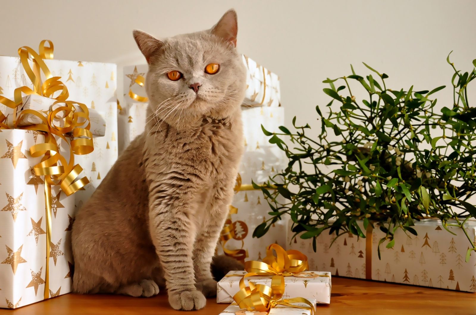 christmas kitty and gifts