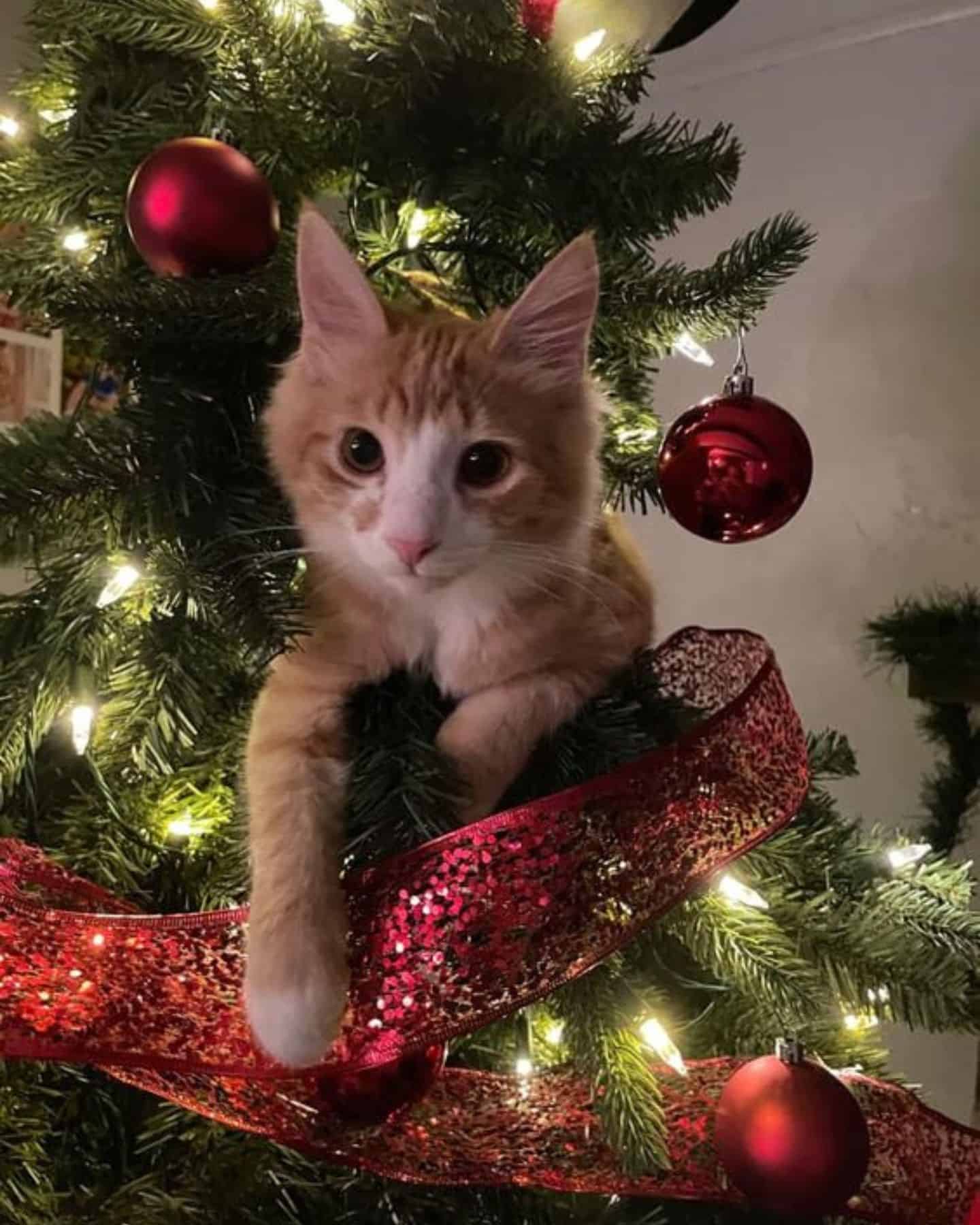 close-up photo of cat in a christmas tree