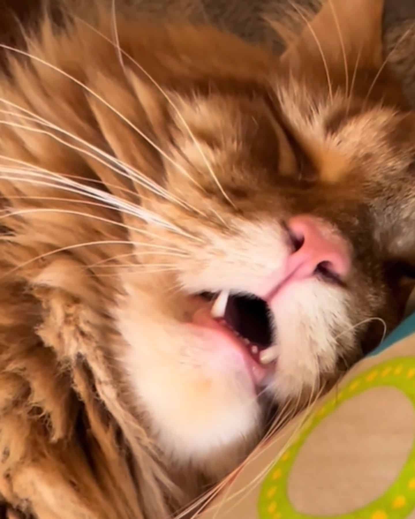 close-up photo of cat sleeping